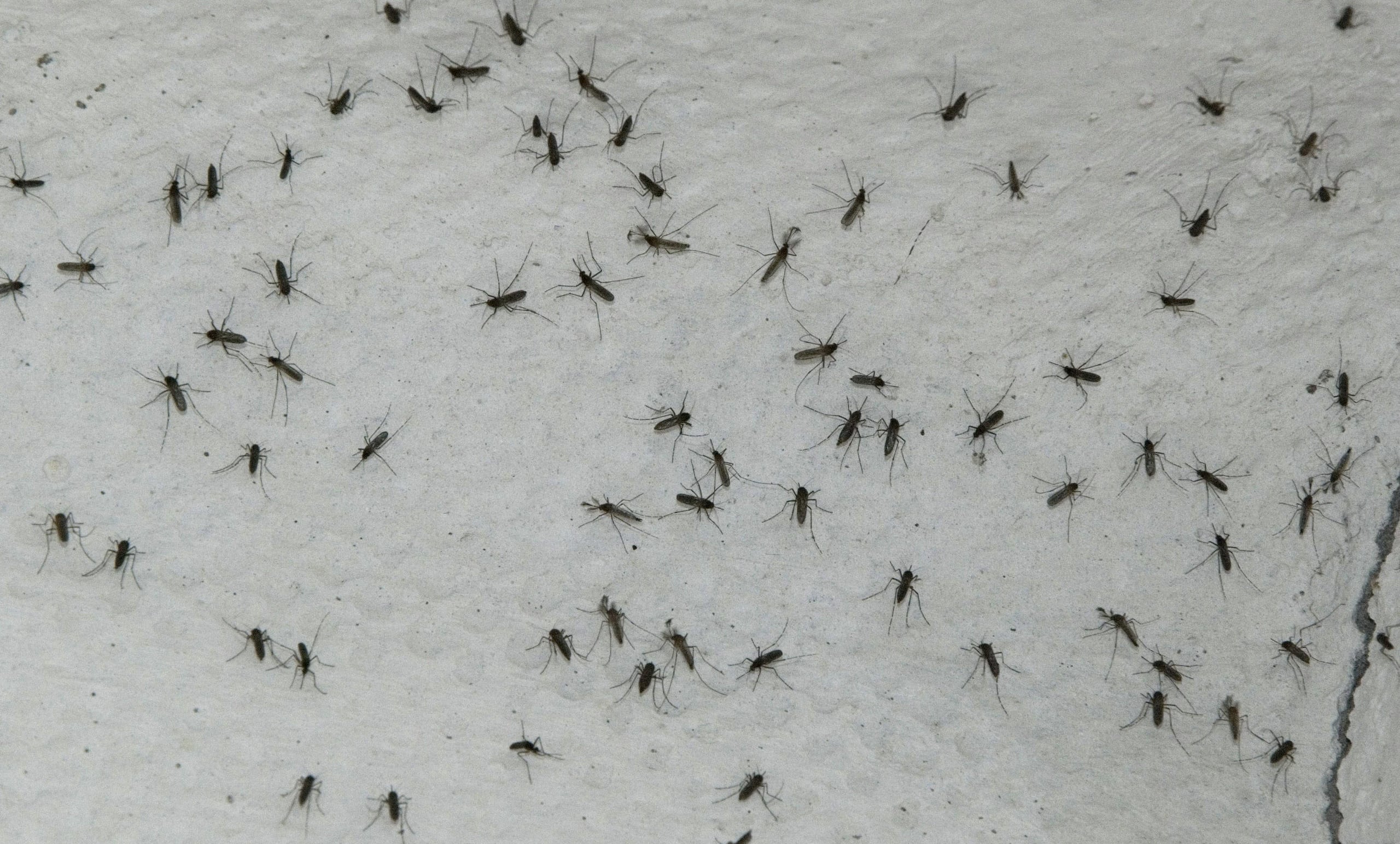 El virus se transmite a través de la picadura del jején "Culicoides paraensis" y del mosquito "Culex quinquefasciatus".