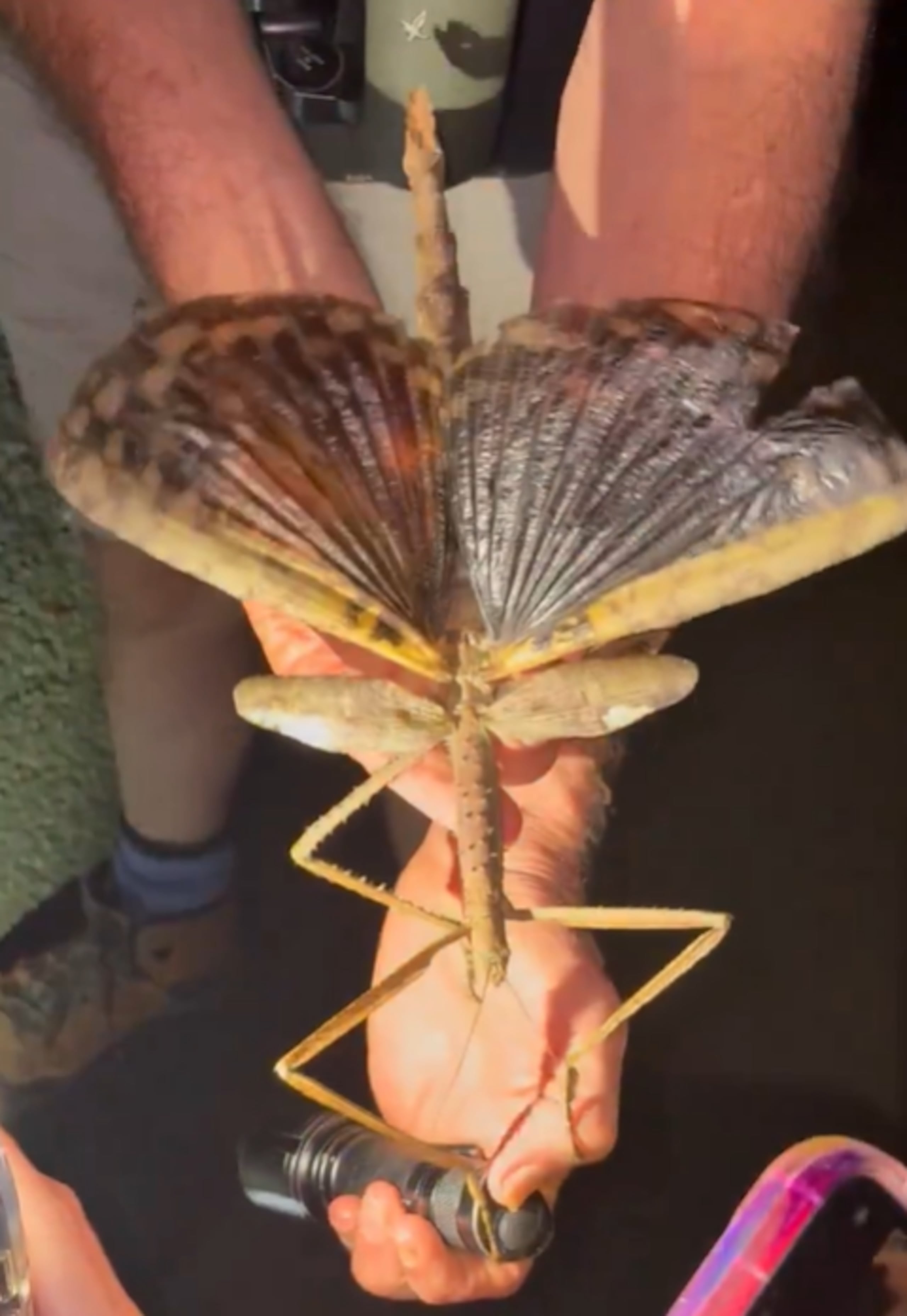 “Por lo que sabemos hasta la fecha, este es el insecto más pesado de Australia”, indicó el profesor Angus Emmott en un comunicado publicado por la Universidad James Cook.