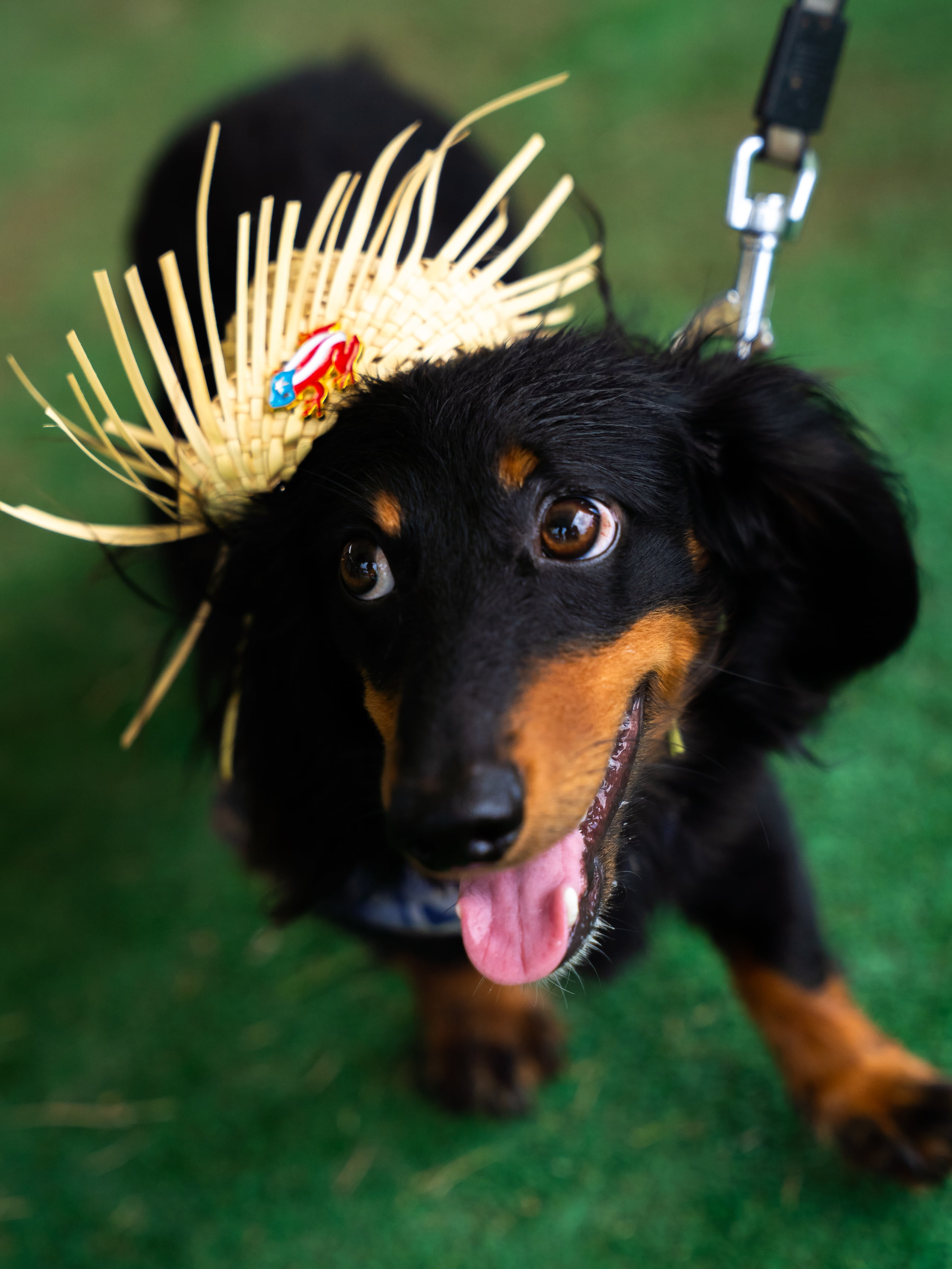 Habrá feria de adopción y vacunación.