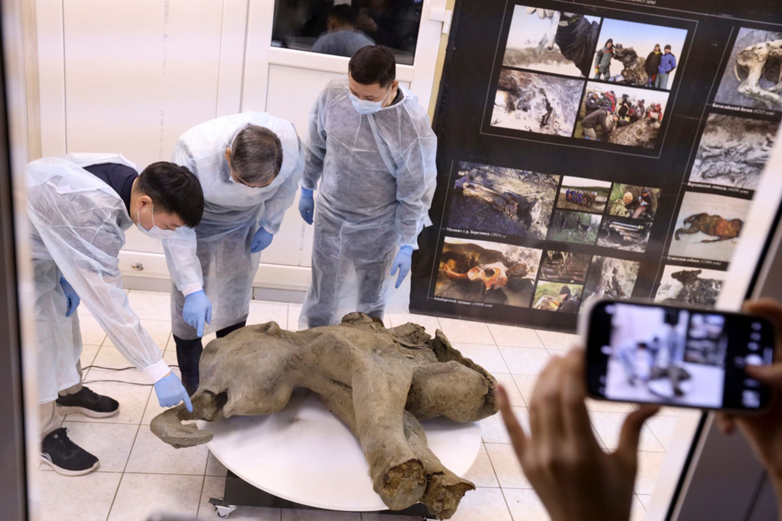 Foto suministrada por el Museo de Mamuts en la Universidad Federal del Nororiente de Rusia, el 23 de diciembre del 2024, que muestra a científicos con los restos preservados de un mamut de hace 50,000 años.