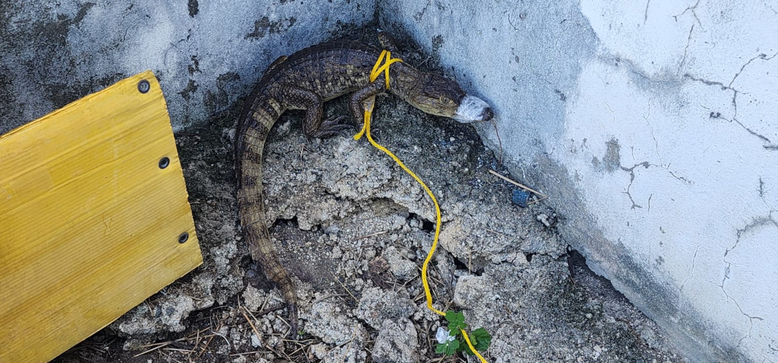 Un caimán pesqueño fue ocupado durante el arresto del fugitivo federal Jean Carlos Ramos Valdivia, en la calle Calma, en Santurce.