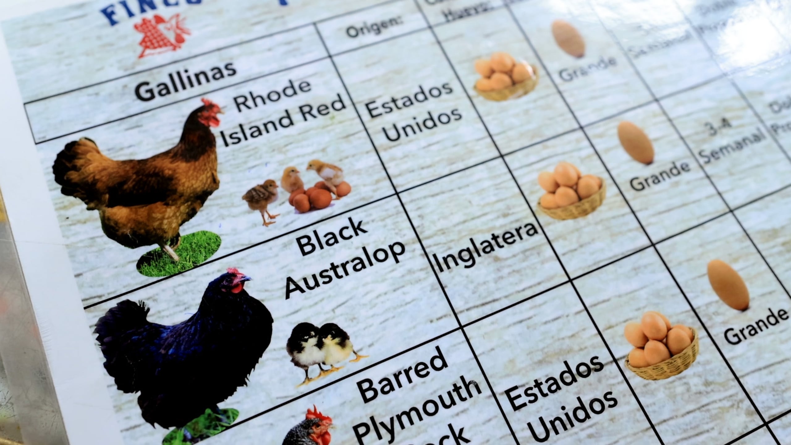 Existen diferentes razas de gallinas ponedoras.