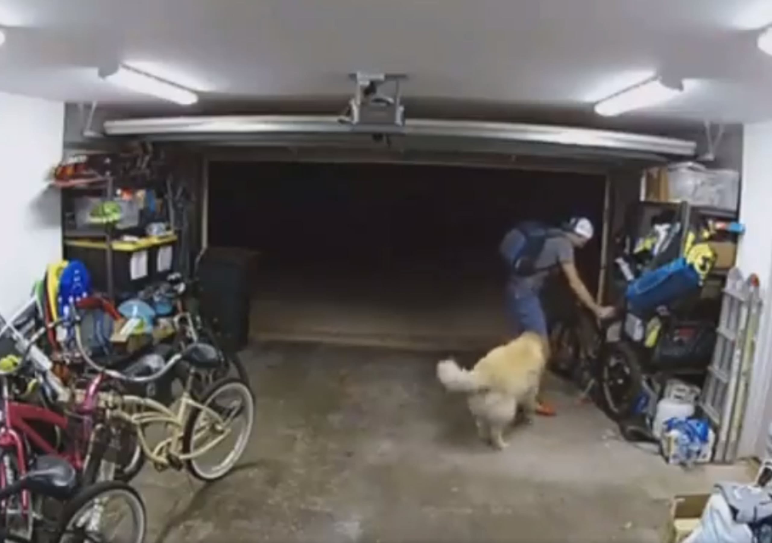 En el filme se puede observar cómo el ladrón juega con el perro de manera amigable. Lo acaricia y el canino incluso se recuesta para que el delincuente le rasque la barriga.