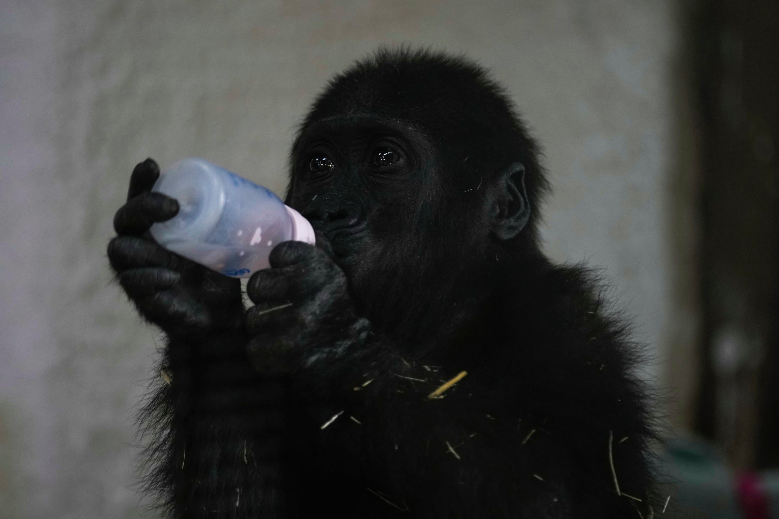 Zeytin, un bebé gorila macho de 5 meses que fue rescatado en el aeropuerto de Estambul, bebe leche en una sección especialmente creada de un zoológico, en Estambul, Turquía, el domingo 12 de enero de 2025. (AP foto/Khalil Hamra)
