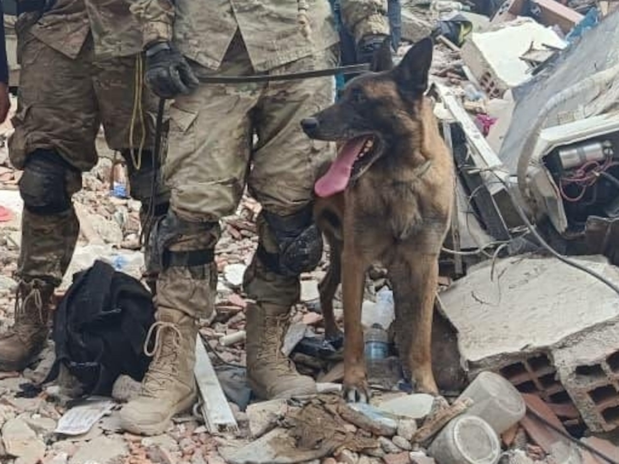 El Ministerio de Defensa de Argentina publicó fotos del perro Bart durante el rescate