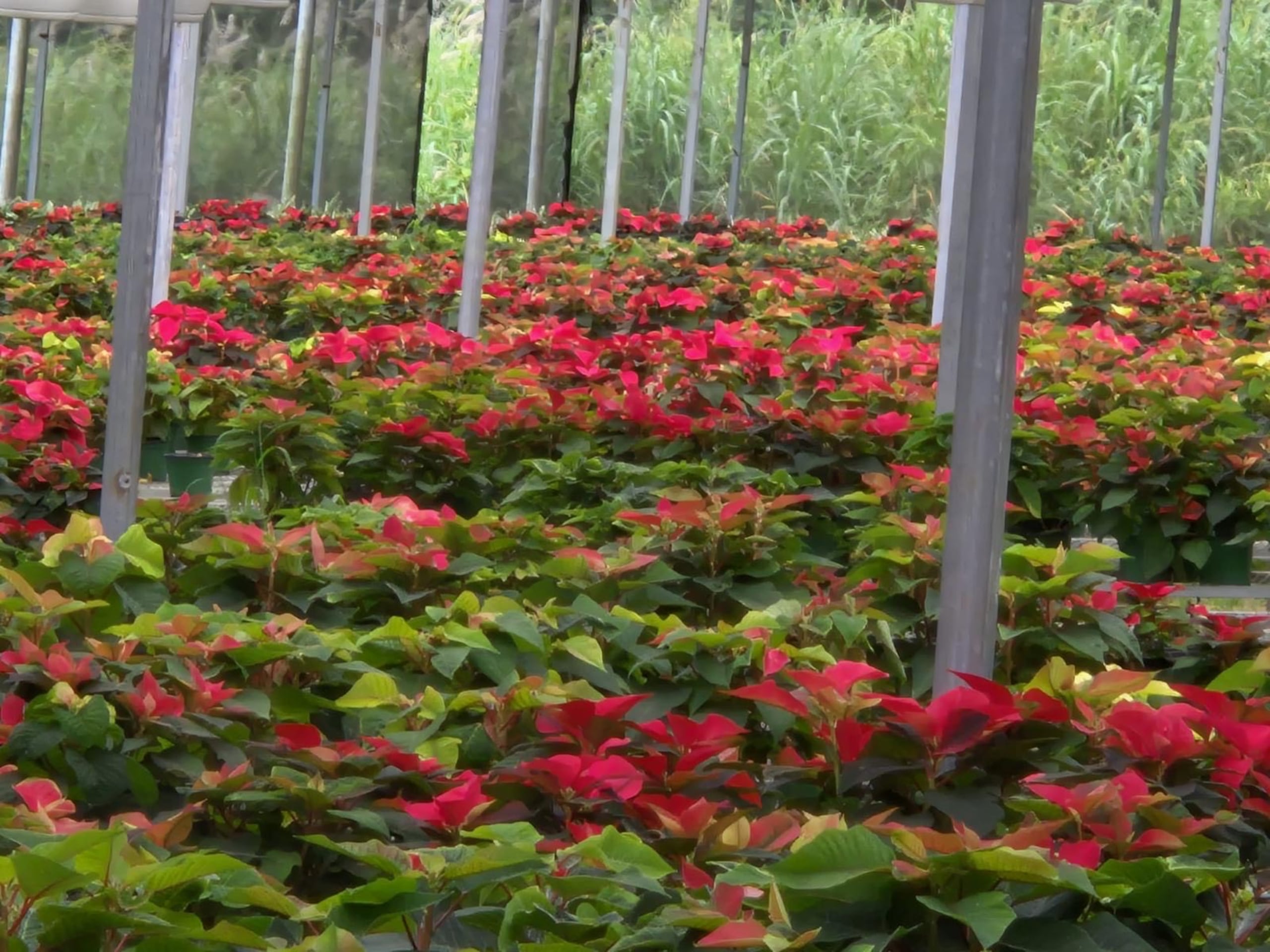 Pascuas resistente al calor.