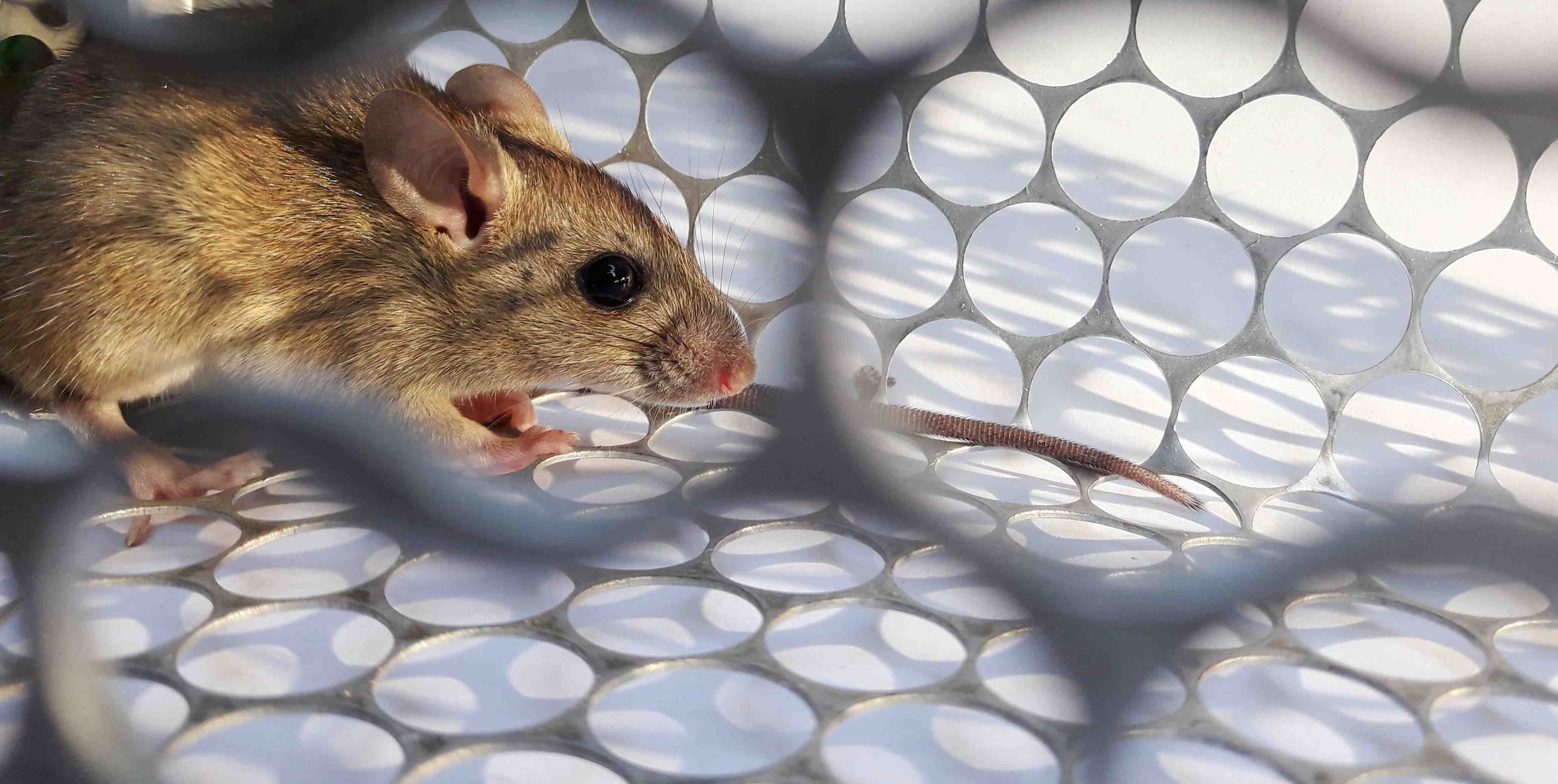 Uno de los mayores peligros del hantavirus es que su periodo de incubación es largo. (Shutterstock)