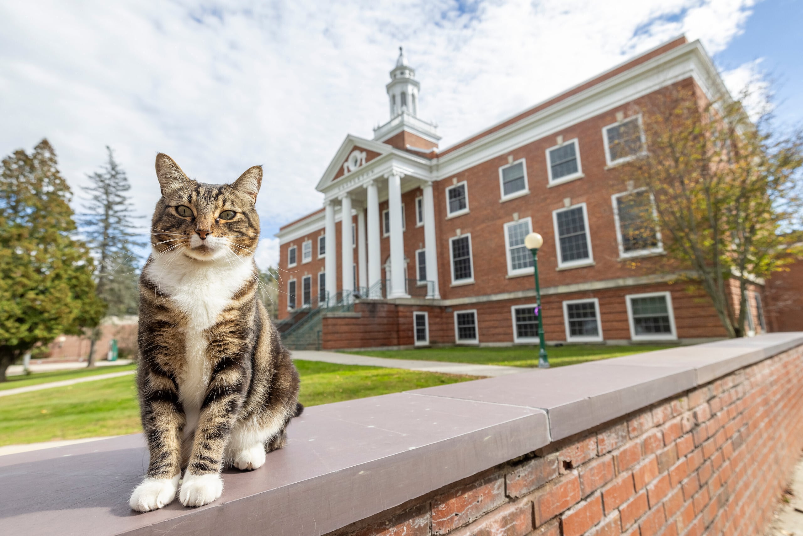 El popular gato atigrado vive en una casa con su familia humana en la calle que lleva a la entrada principal del campus.