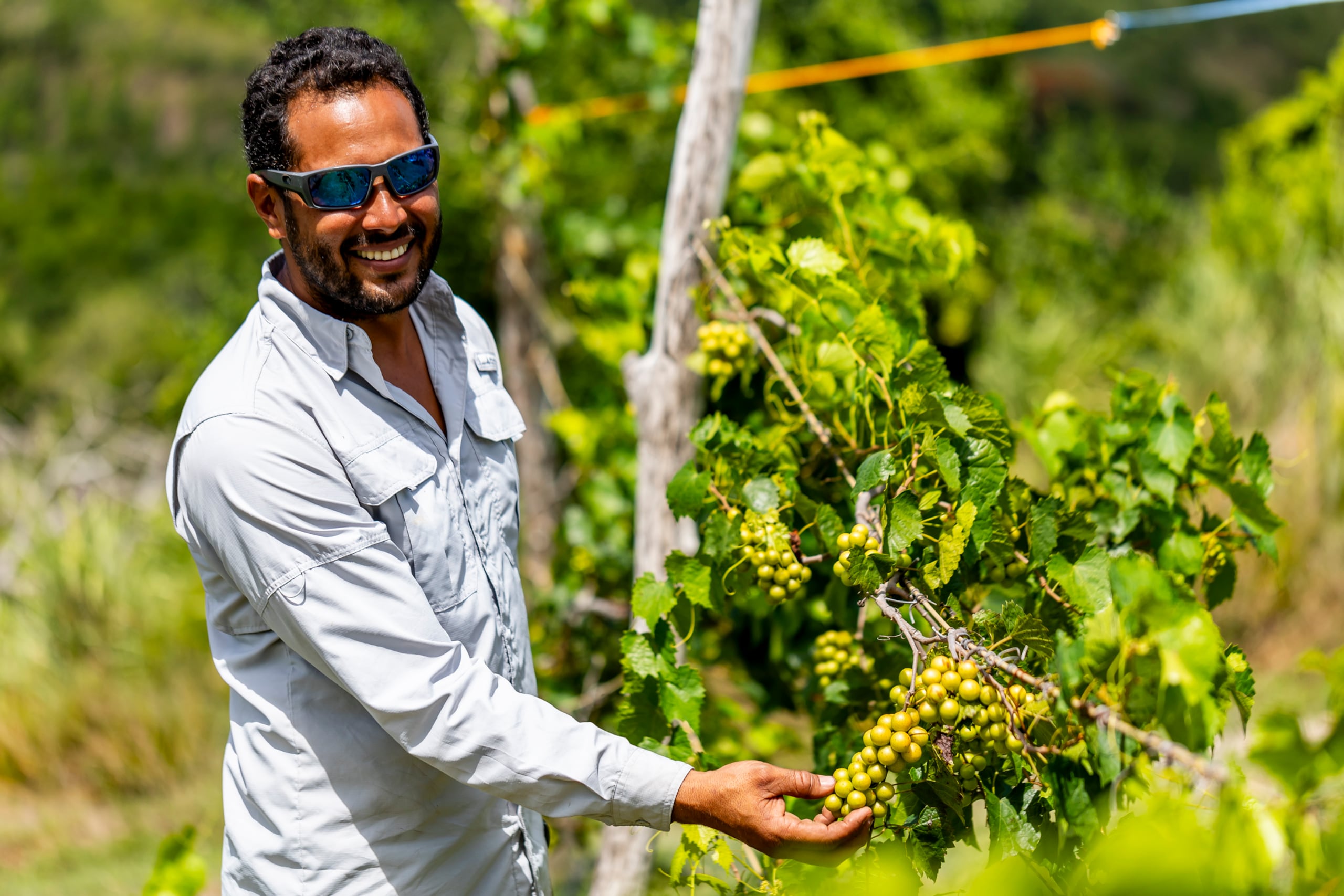 Leonardo Nieves Ferrer, propietario de la finca, explicó que de las 86 cuerdas de terreno, 25 están dedicadas a la producción de uvas, plátanos, calabaza, batata, ñame, berenjena, ajíes dulces y yautía.