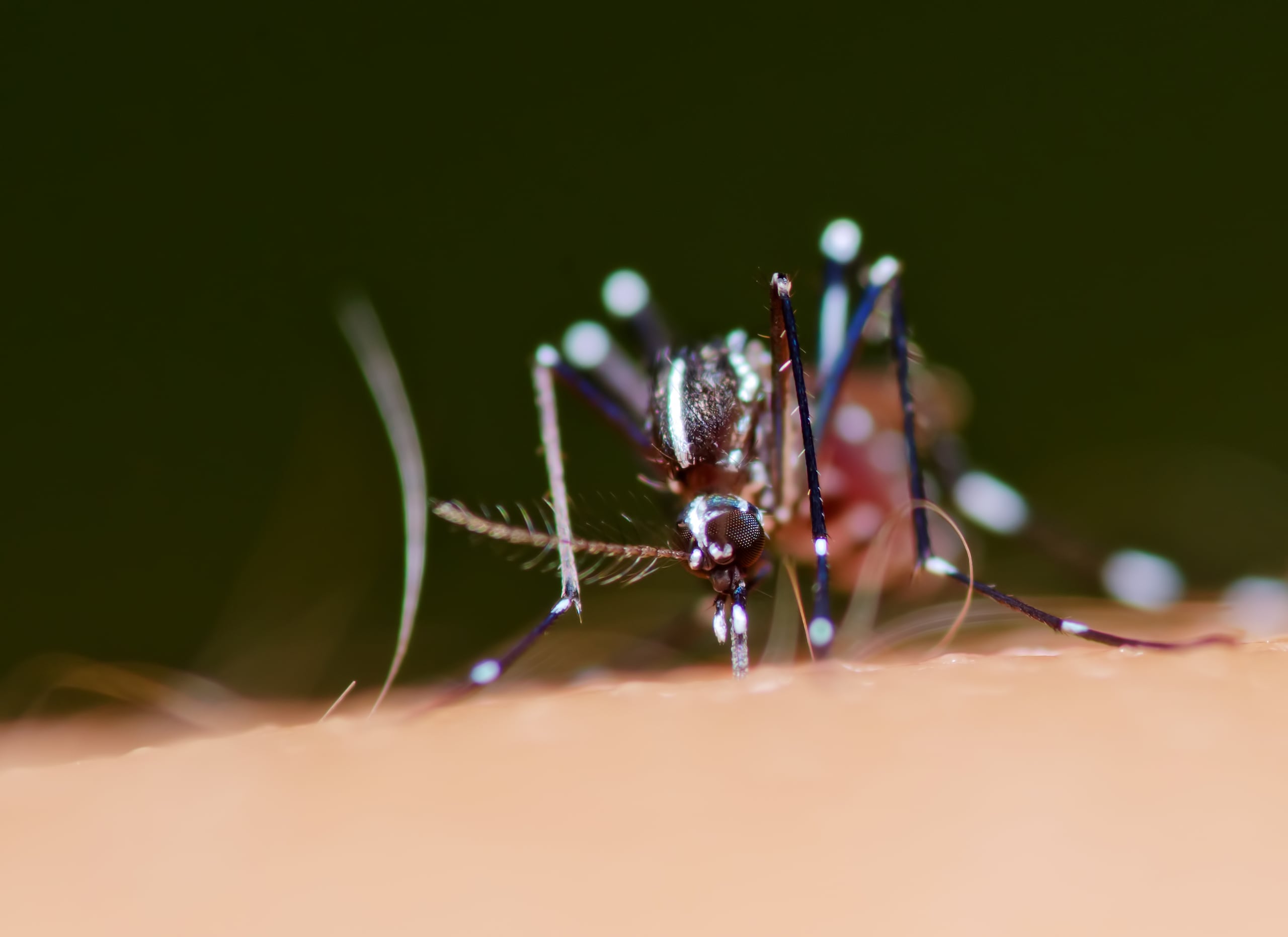 La malaria se transmite por la picada de un mosquito.
