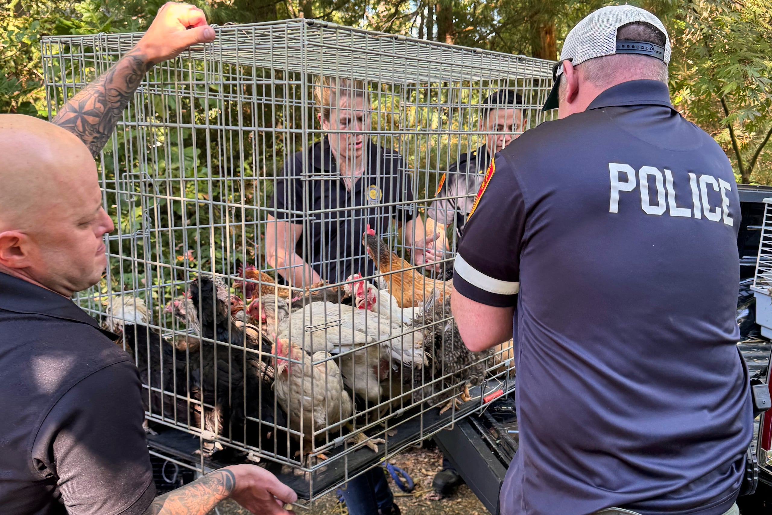 En esta foto difundida por la fiscalía del condado de Suffolk, Nueva York, se pueden ver animales siendo incautados de la residencia de una rehabilitadora de vida silvestre en Northport, Nueva York. (Fiscalía del condado de Suffolk vía AP)