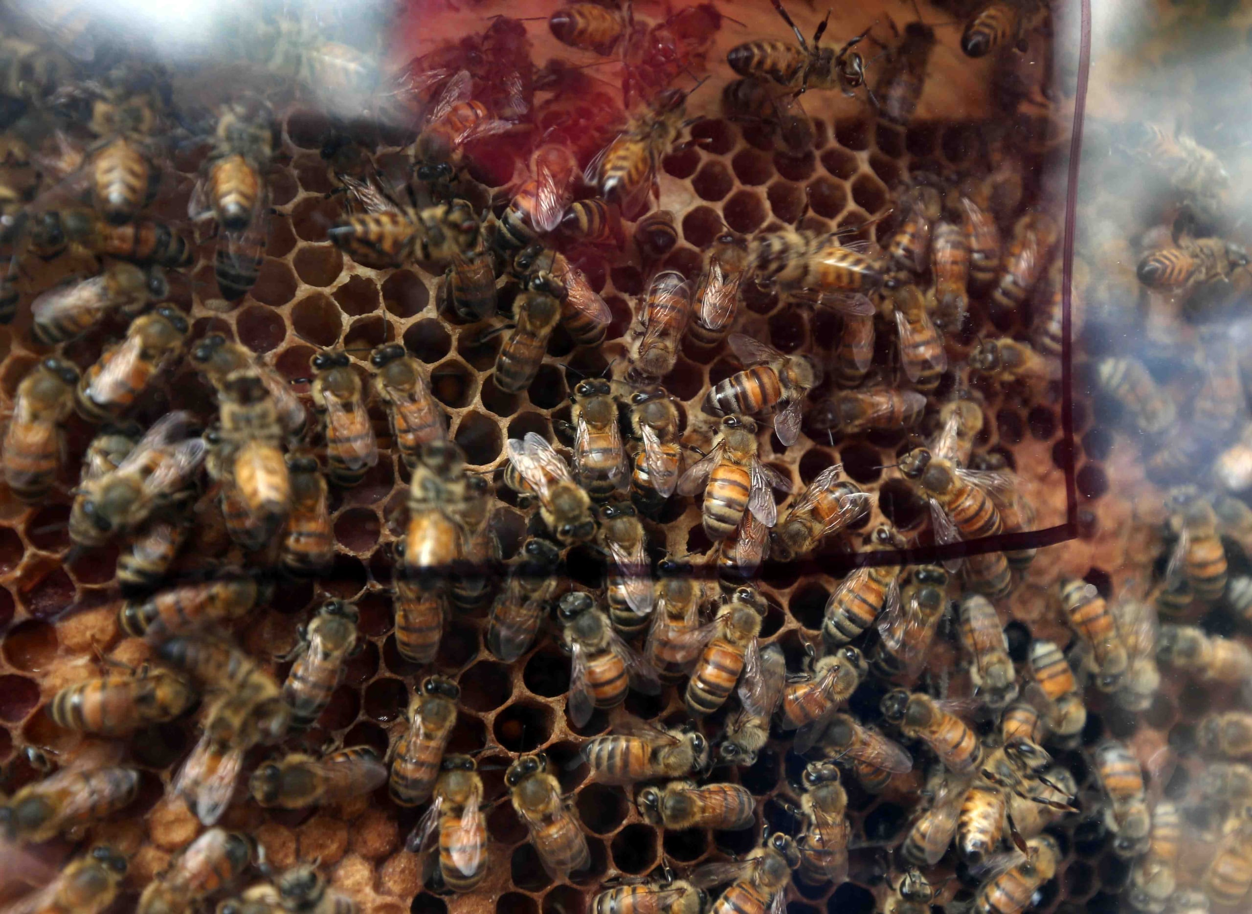 En la imagen de aprecia un panal de abejas. (GFR Media)