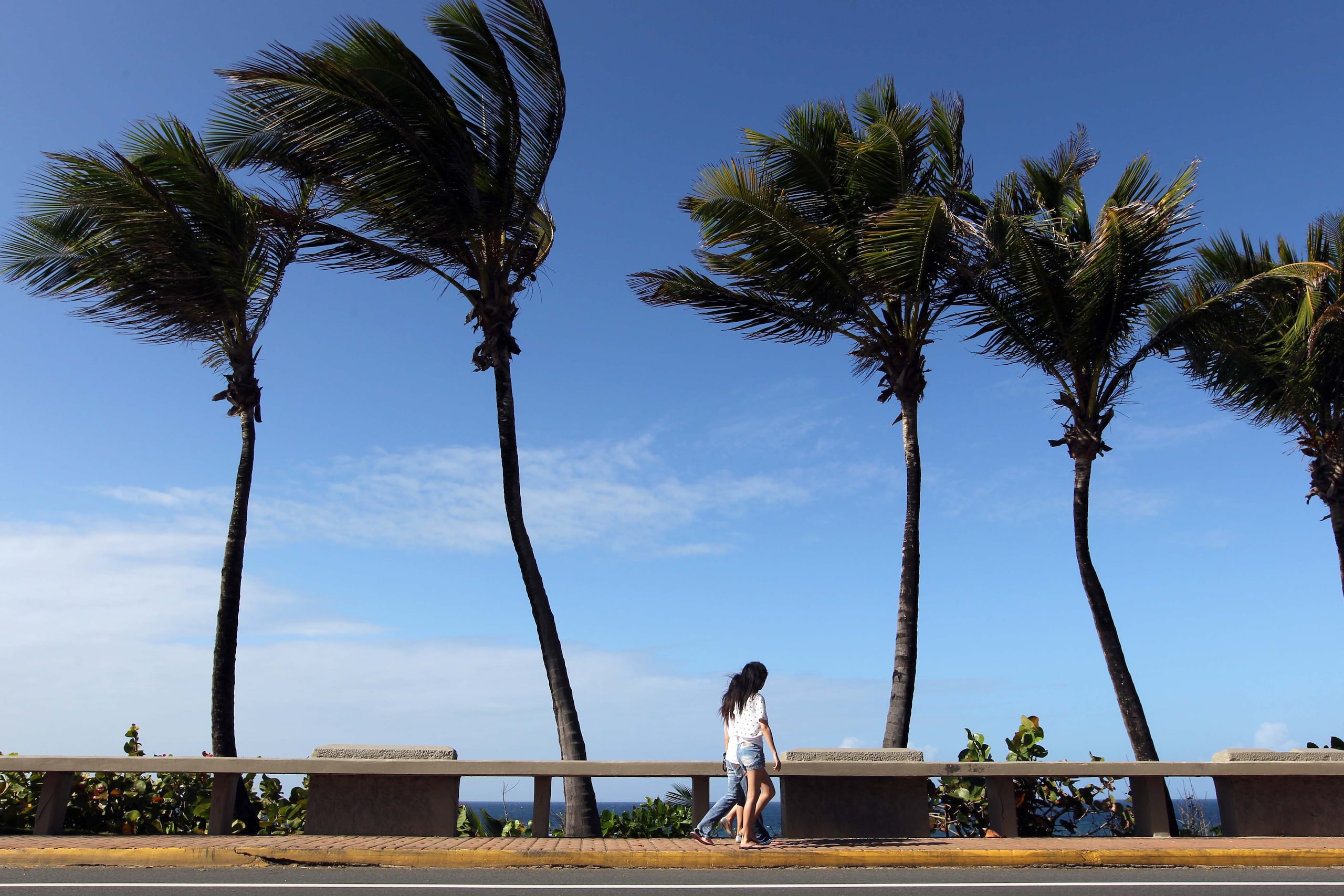 Imagen de archivo que muestra palmas moviéndose por el viento en el Viejo San Juan.