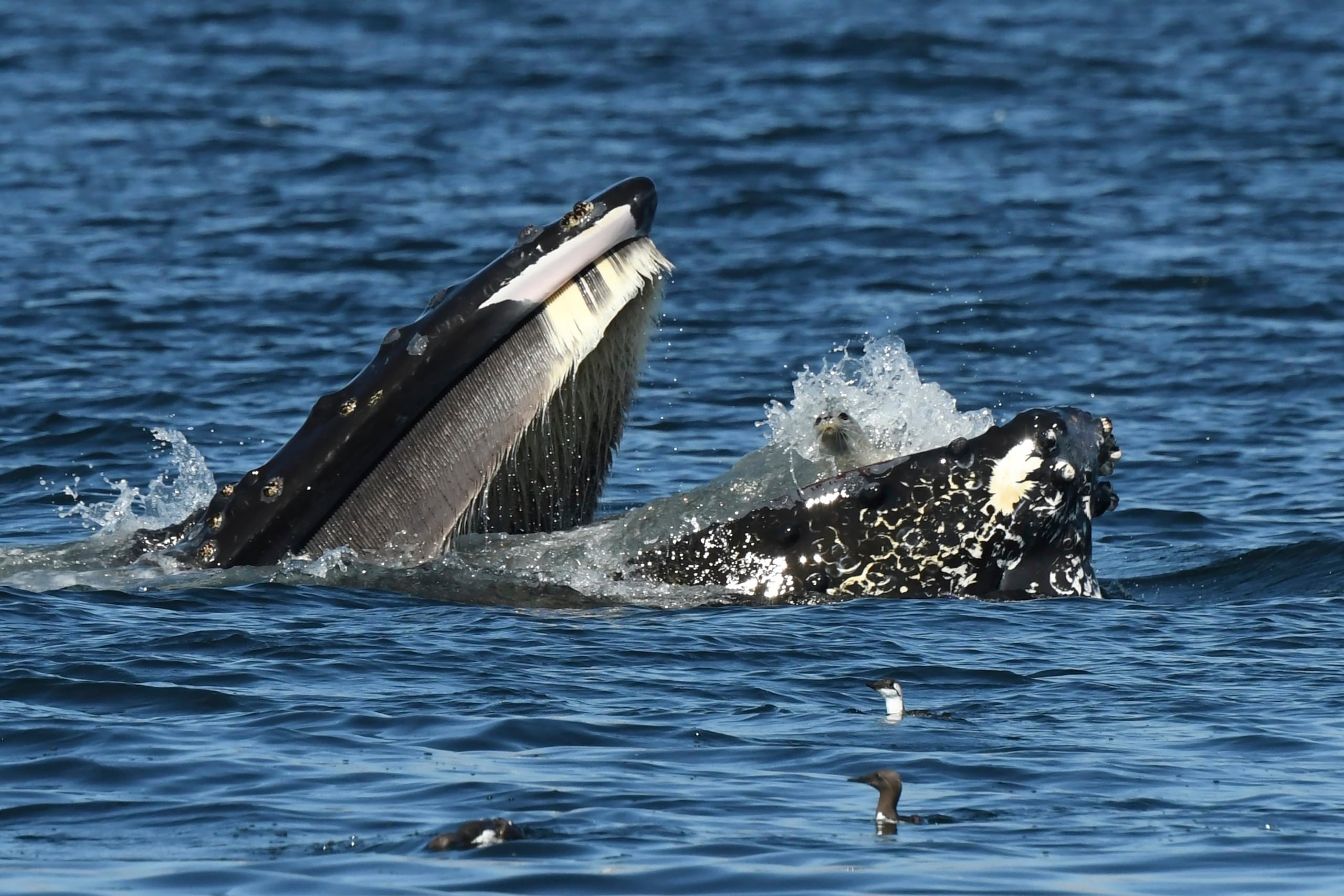 En esta imagen, proporcionada por Blue Kingdom Whale and Wildlife Tours, muestra a una foca en la boca de una ballena, el 12 de septiembre de 2024, frente a Anacortes, Washington.