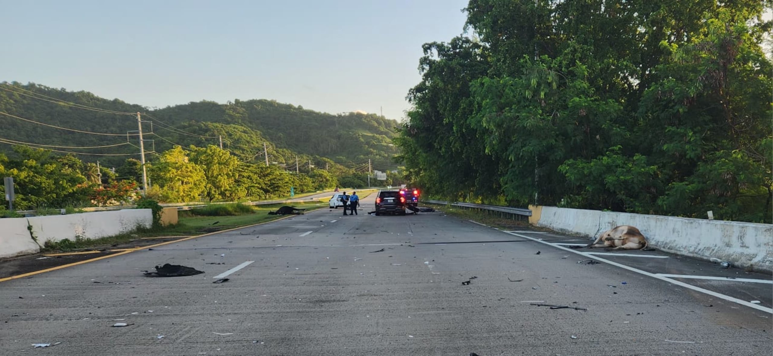 Un neumólogo murió esta mañana en un accidente con ganado ocurrido entre los kilómetros 30.7 y 31.0 de la autopista PR-53, en dirección de Humacao a Naguabo.
