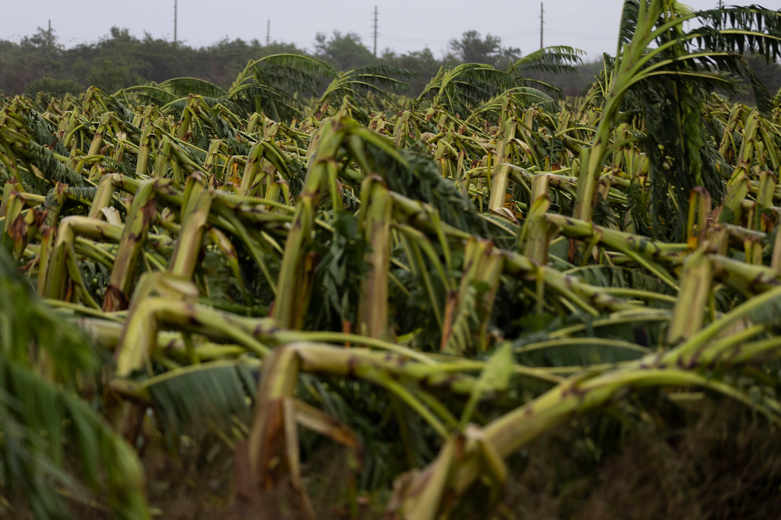 Vista de una plantación de plátanos en el suelo tras el paso del huracán Fiona, en Salinas, el 18 de septiembre de 2022.