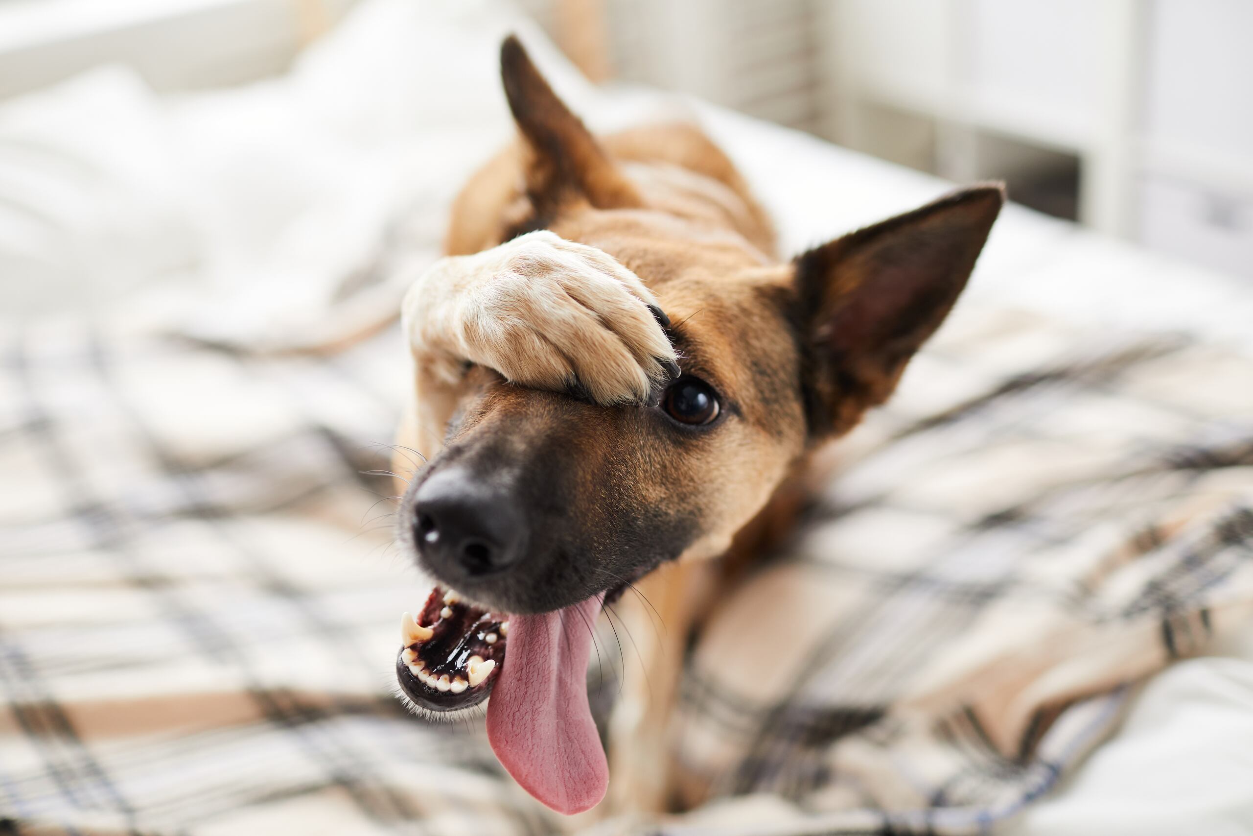El perrito, la mascota de su hijo, logró saltar del vehículo antes que se accidentara.