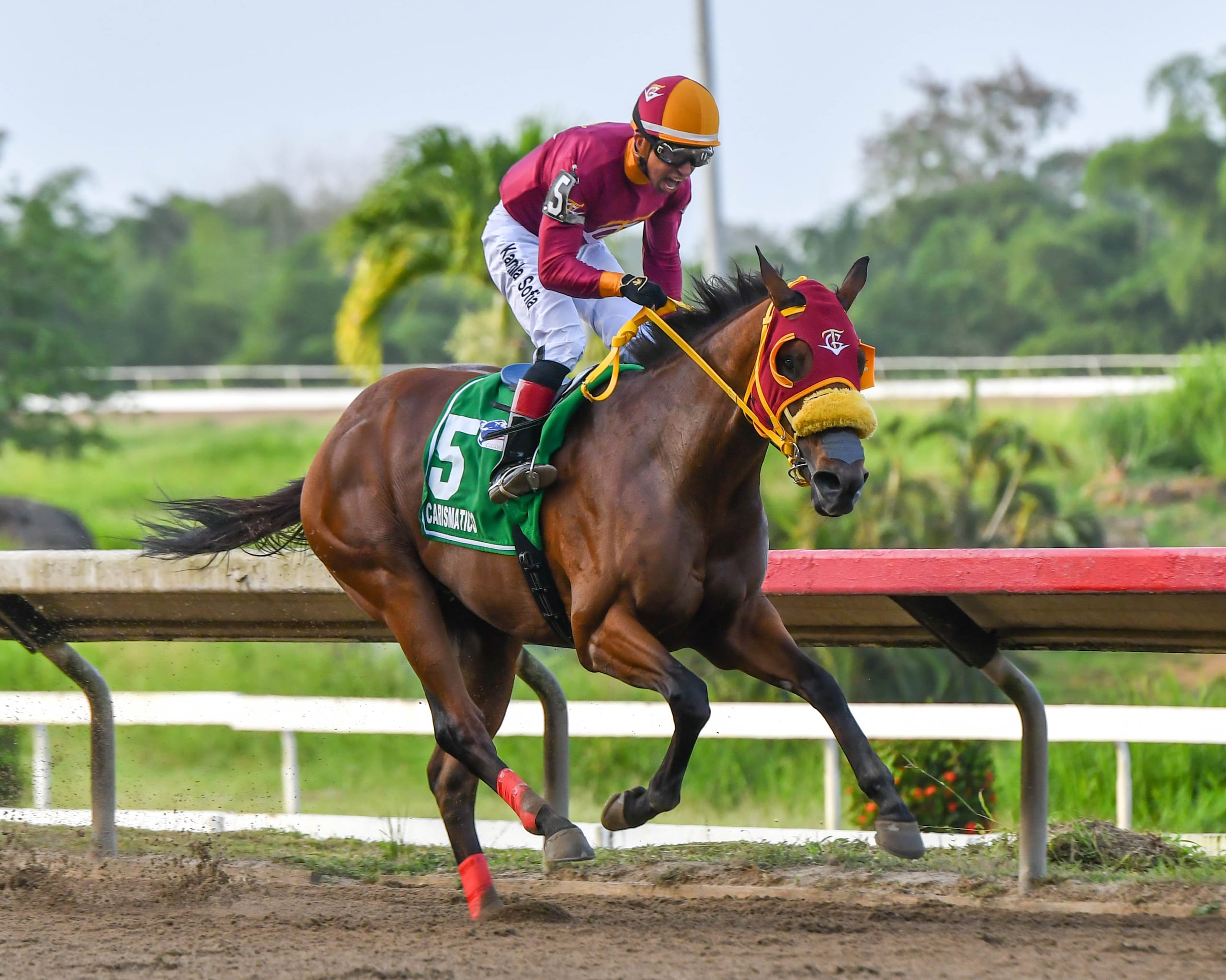 Este año Potrero Los Llanos vivió grandes momentos de alegría y satisfacción al ver al ejemplar Carismático, criado en sus instalaciones, conquistar la Triple Corona para nativos tresañeros.