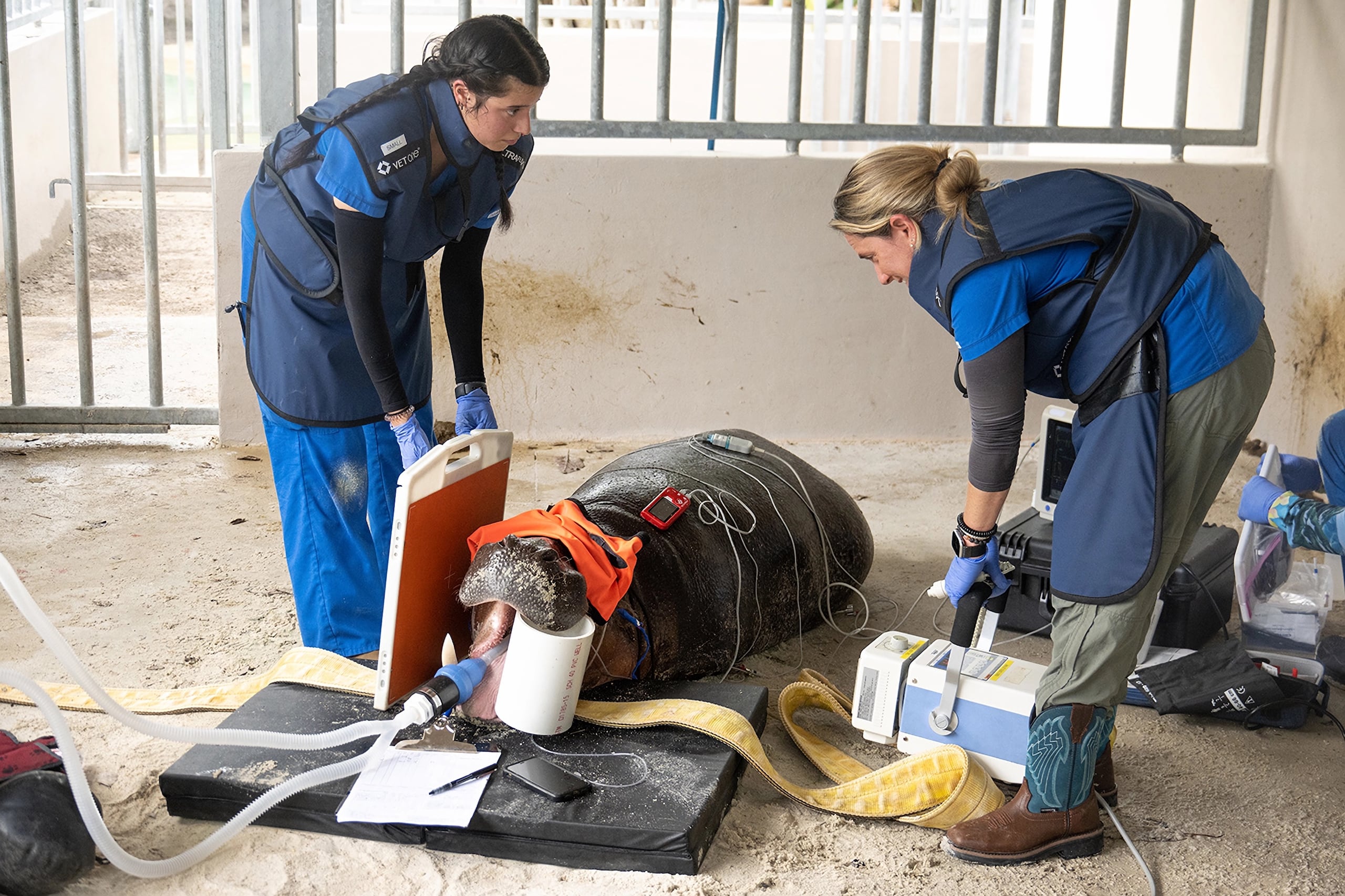 Fotografía cedida por el zoológico de Miami donde aparecen la veterinaria asociada, doctora Marisa Bezjian (d), tomando una radiografía del hipopótamo pigmeo Aubergine con la ayuda de la técnica veterinaria Dianna Gutiérrez, durante un examen médico realizado el miércoles 17 de julio en las instalaciones del zoo en Miami, Florida. (EFE/Ron Magill/Zoo Miami /SOLO USO EDITORIAL /NO VENTAS /SOLO DISPONIBLE PARA ILUSTRAR LA NOTICIA QUE ACOMPAÑA /CRÉDITO OBLIGATORIO)