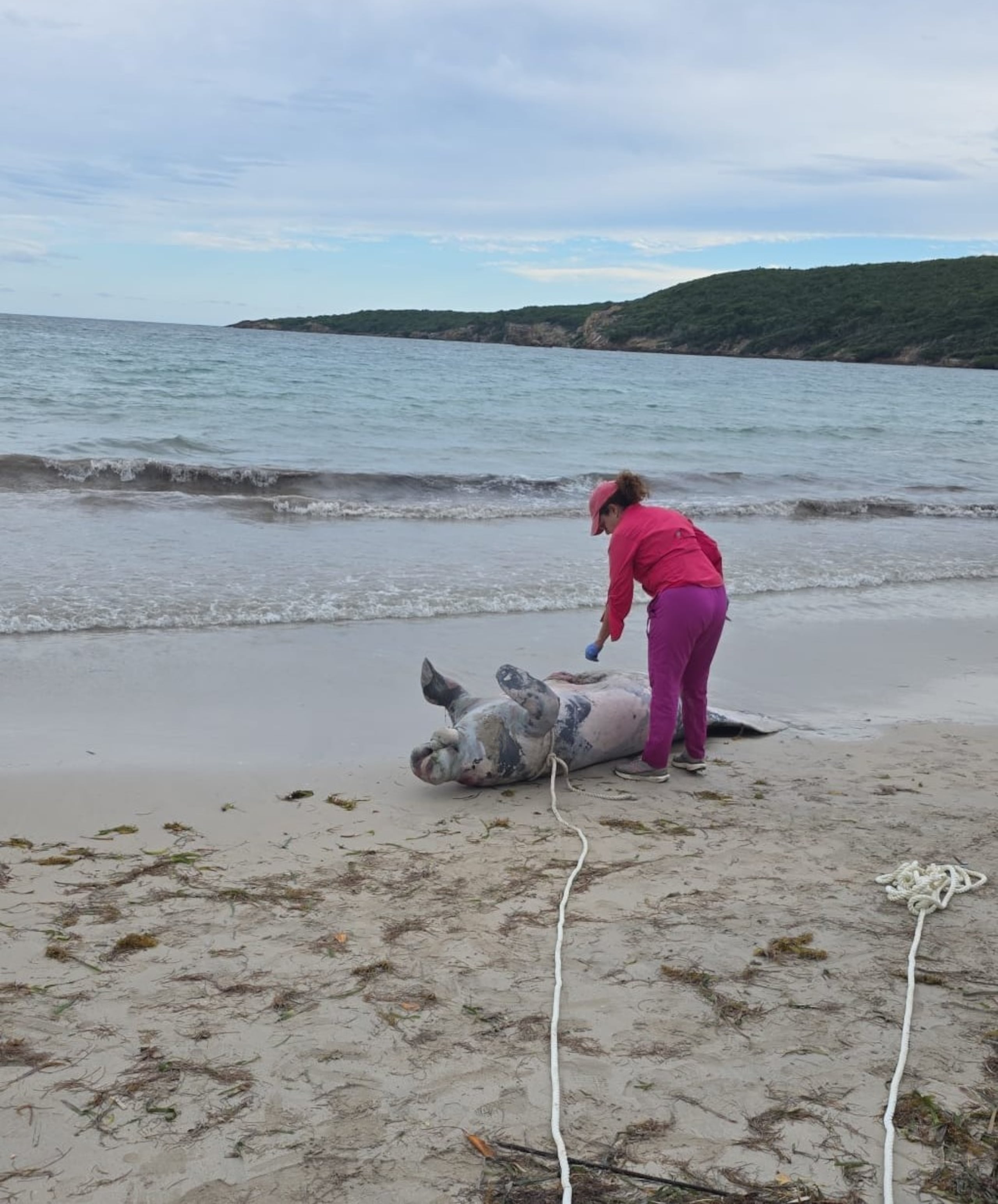 El hallazgo del manatí fue reportado a las 10:28 a.m. del 31 de diciembre de 2025, informó el Departamento de Recursos Naturales y Ambientales.
