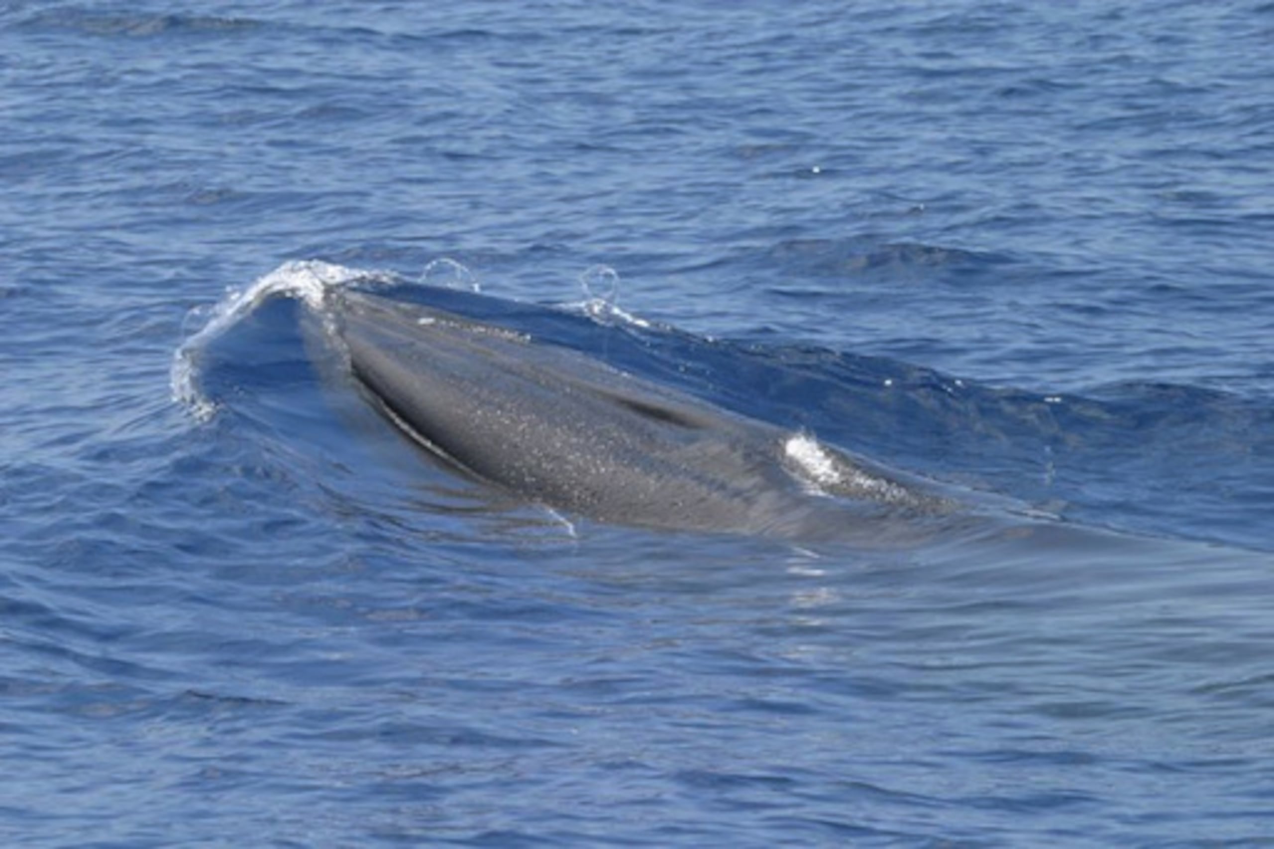 Esta foto facilitada por NOAA Fisheries muestra una ballena de Rice en la superficie en el Golfo de México. (NOAA Fisheries (Permiso #779-1633) vía AP)