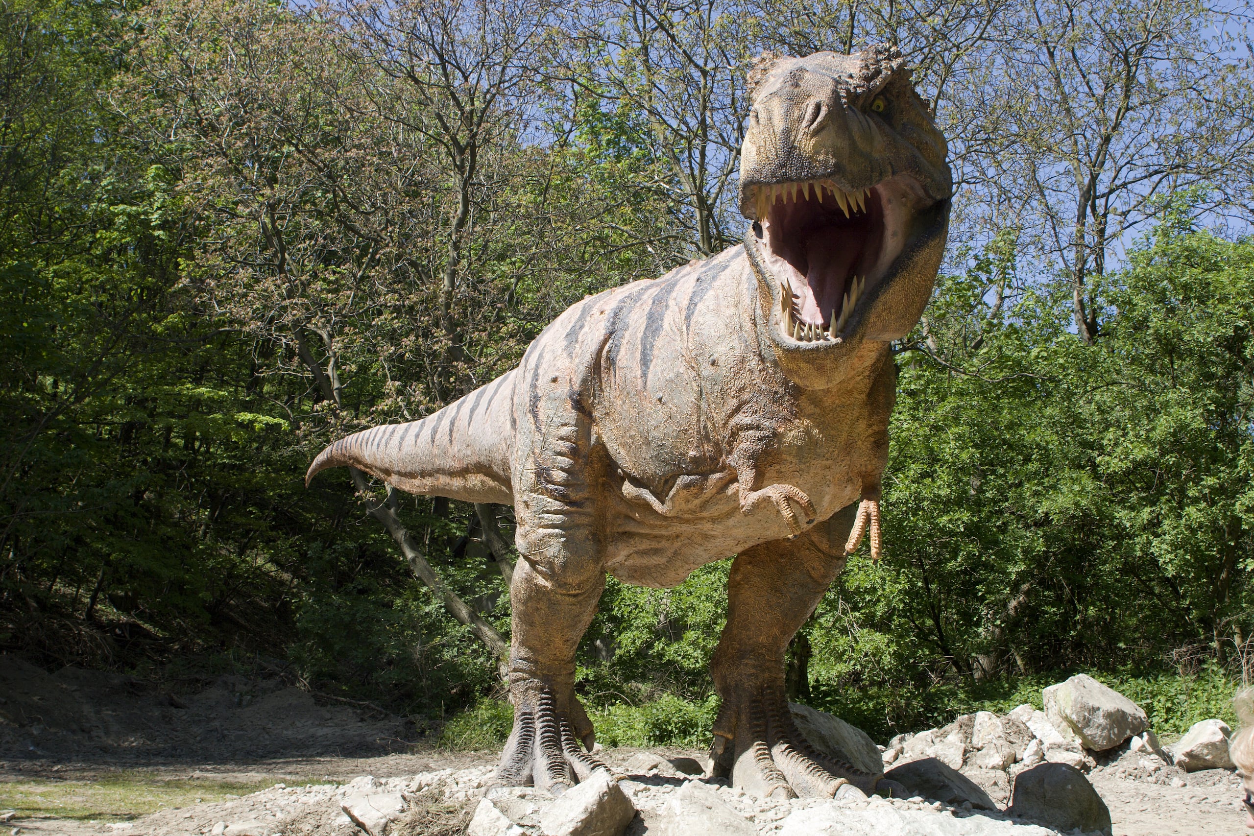 Se cree que Teen Rex -en esta recreación suministrada por el Museo de Denver- murió cuando tenía 13 o 14 años, algo menos de la mitad de la edad media de un T-Rex adulto, hace unos 67 millones de años.