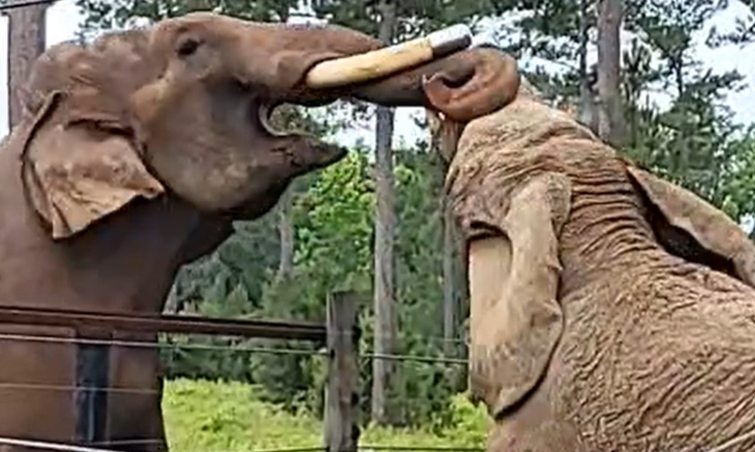 . Tarra se ha convertido en hermana mayor y mentora de Mundi, mientras que Bo es su compañero de juegos