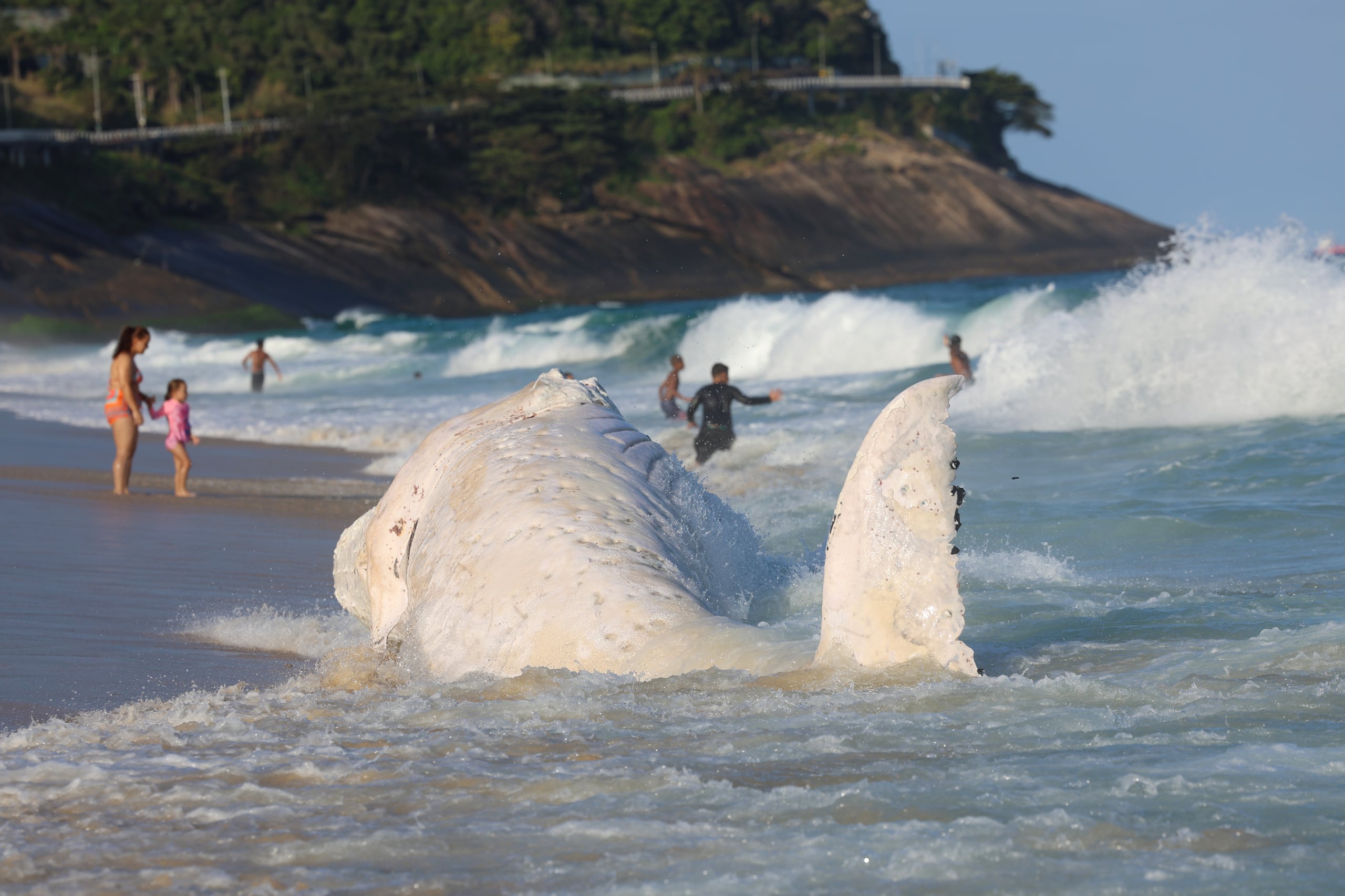 La población de ballenas jorobadas que visita el litoral brasileño se multiplicó casi 18 veces en las últimas dos décadas.