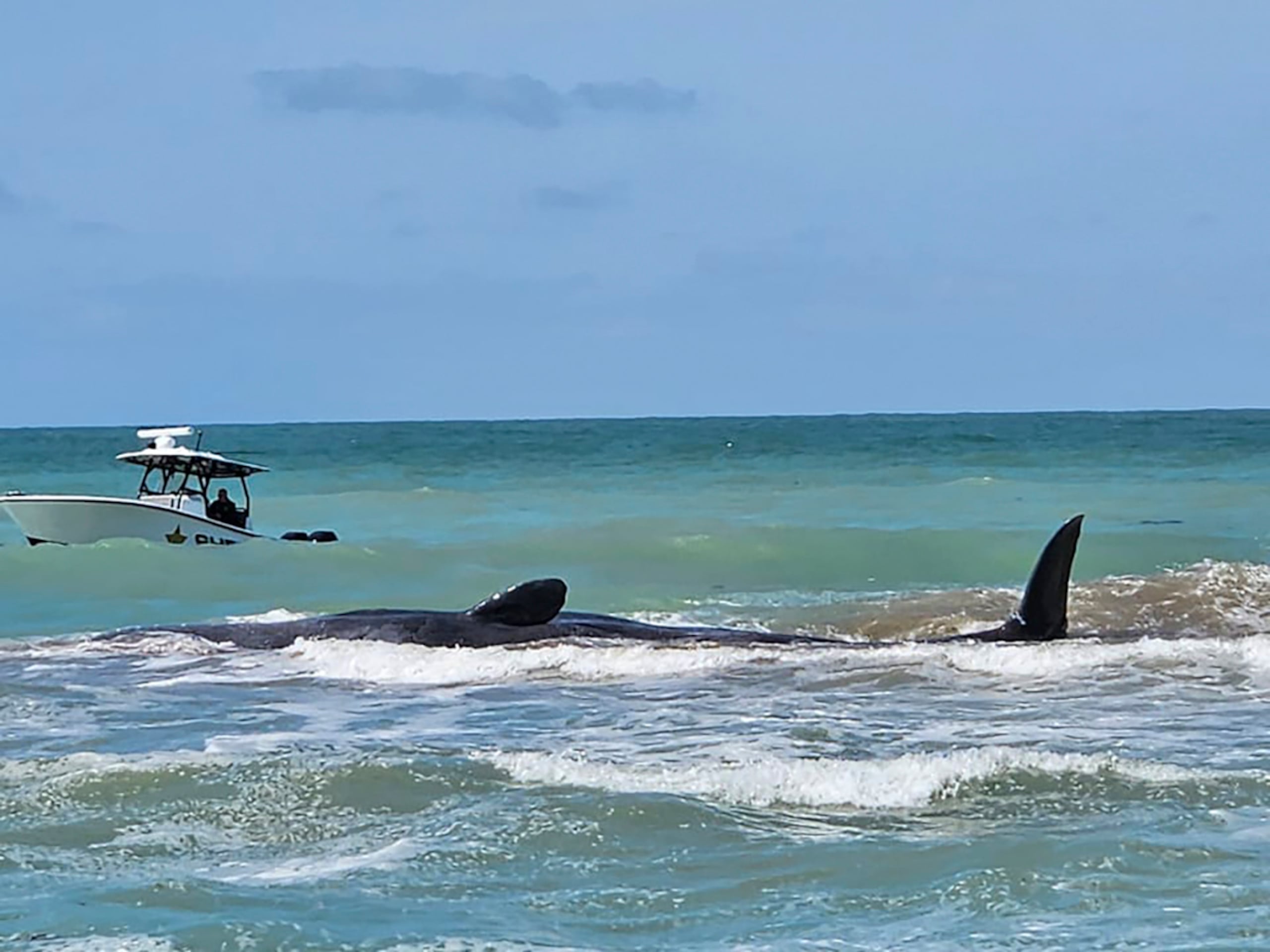 Aunque se estima que hay 1,100 cachalotes en el Golfo de México, normalmente se encuentran en aguas profundas y rara vez se aventuran cerca de la costa.