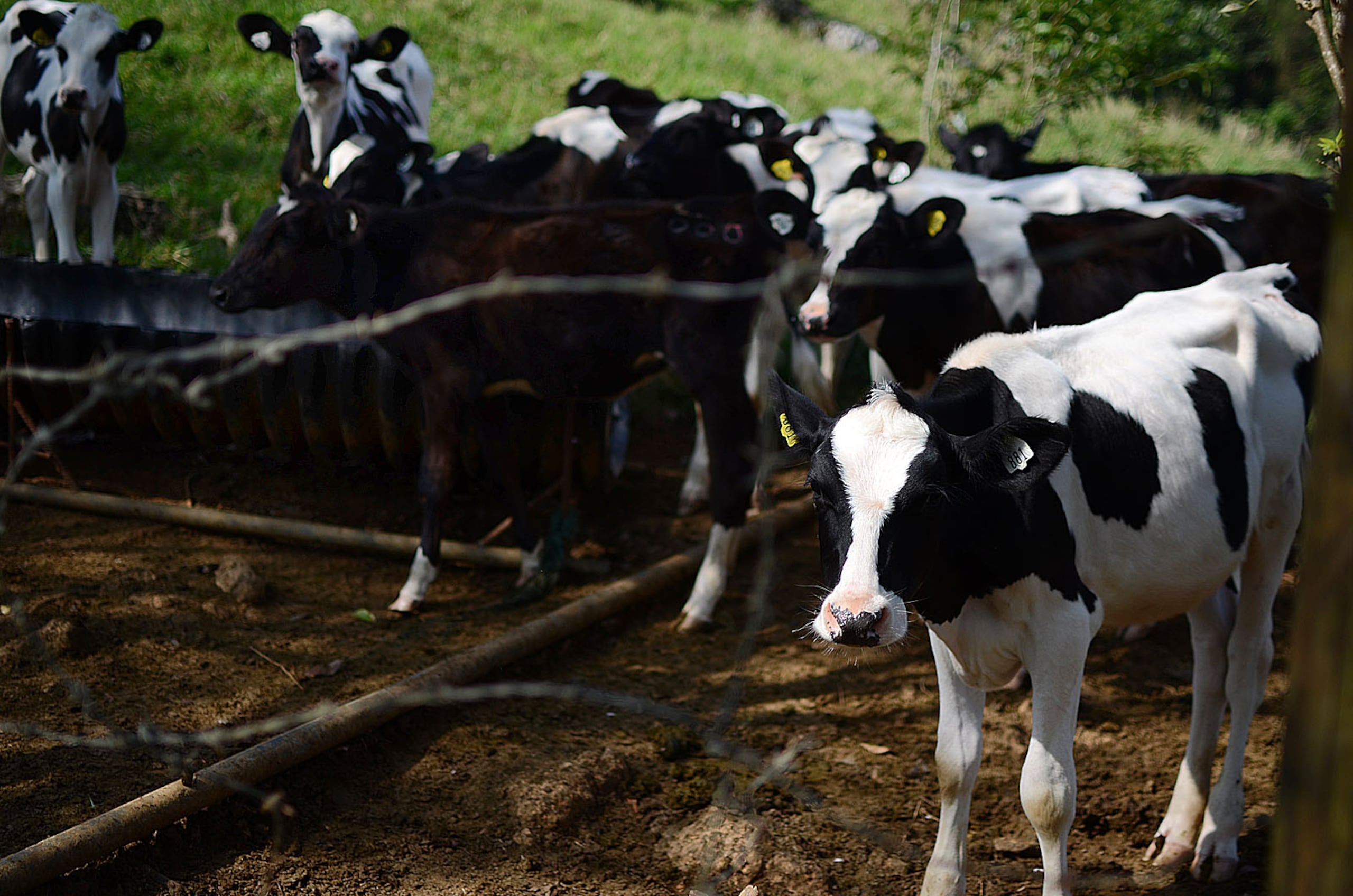 Los animales fueron valorados en $3,700.00 dólares.
