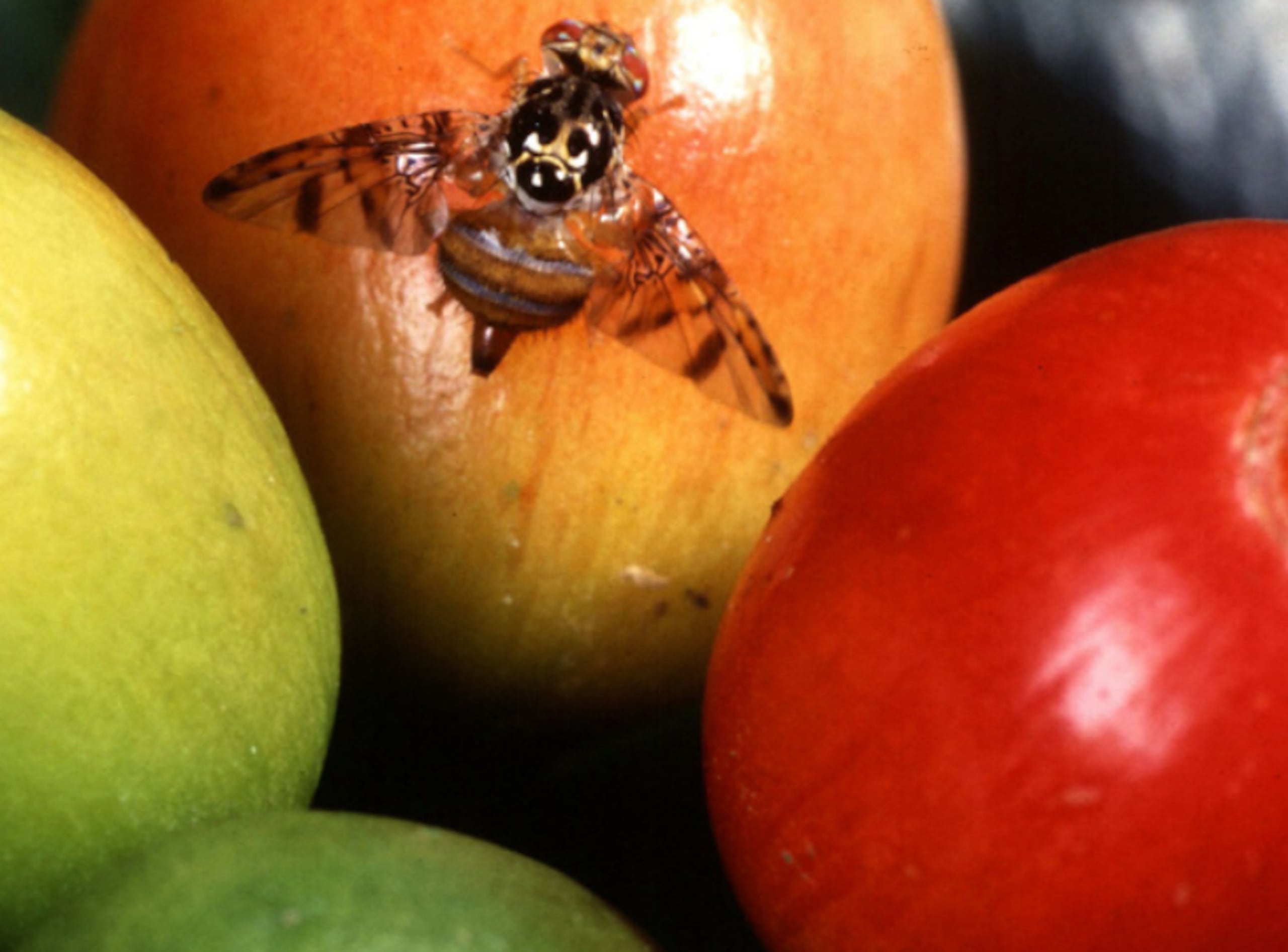 Mosca de la fruta del Mediterráneo.
