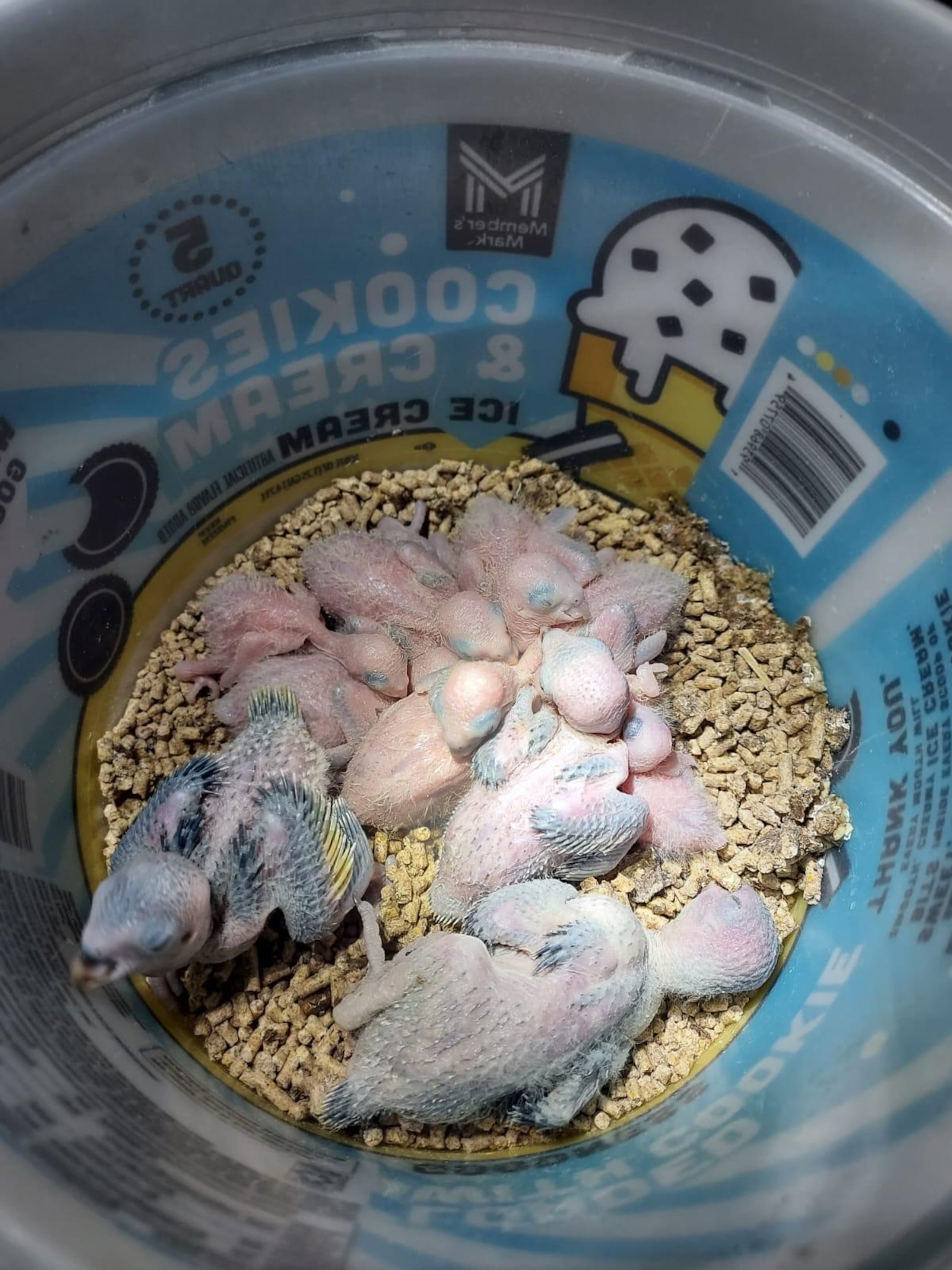 La caza de pericos monjes está prohibida en la Isla. Suministrada