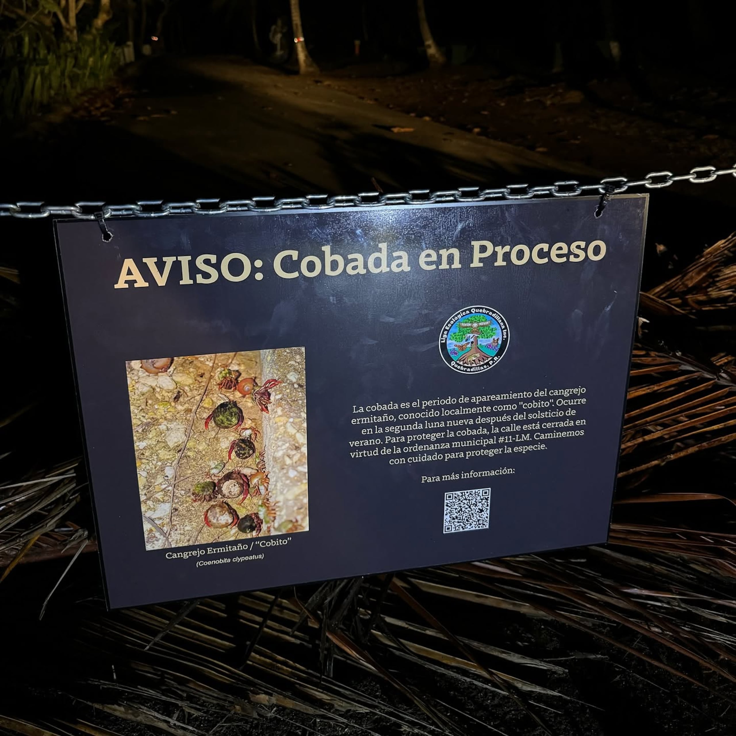 Este año la cobada inició el 12 de agosto.