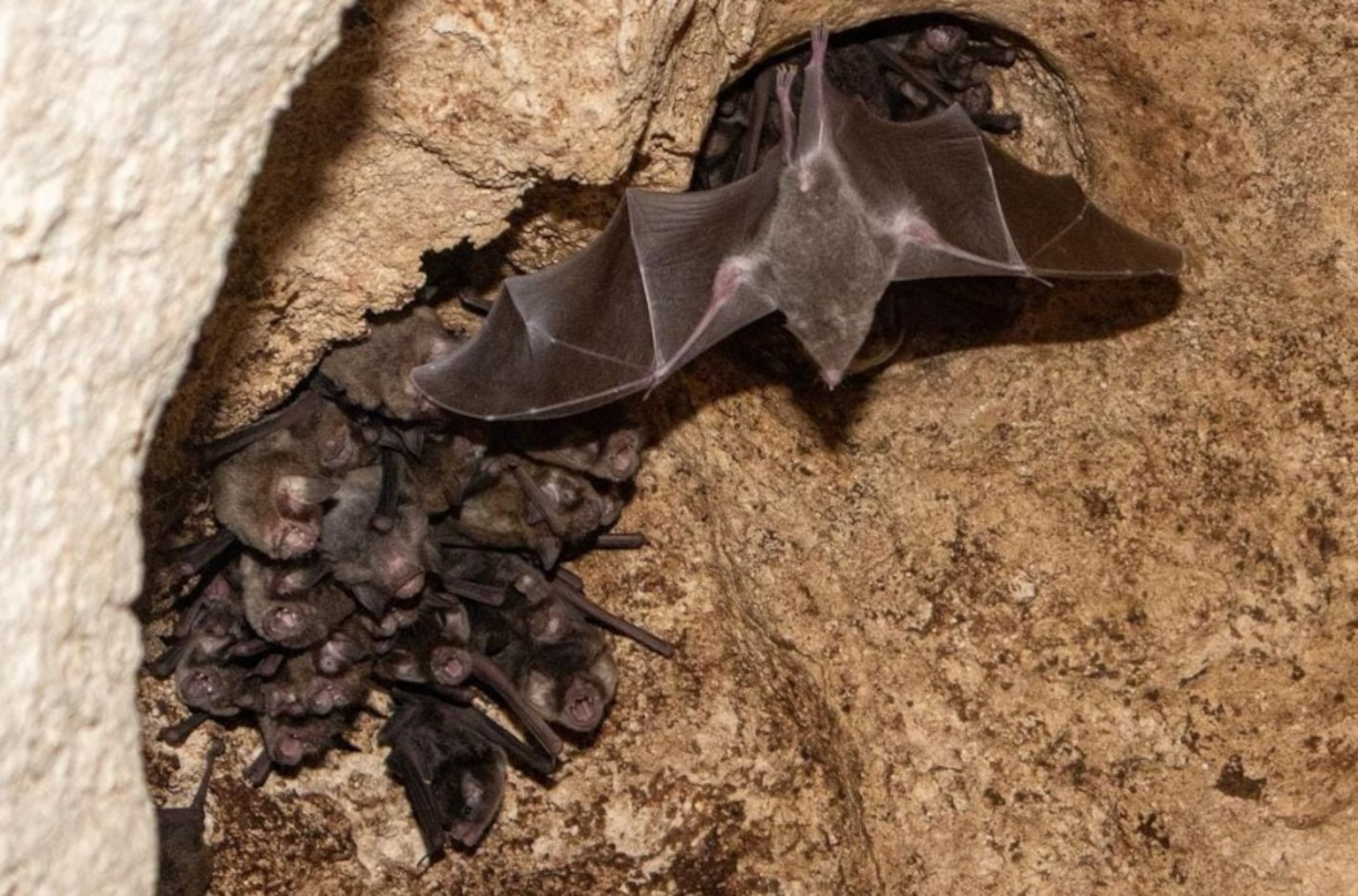 En Costa Rica, Knörnschild y su equipo documentaron a los murciélagos espectrales (Vampyrum spectrum), los más grandes de América, cazando ratas y compartiendo las presas entre miembros de la misma familia.