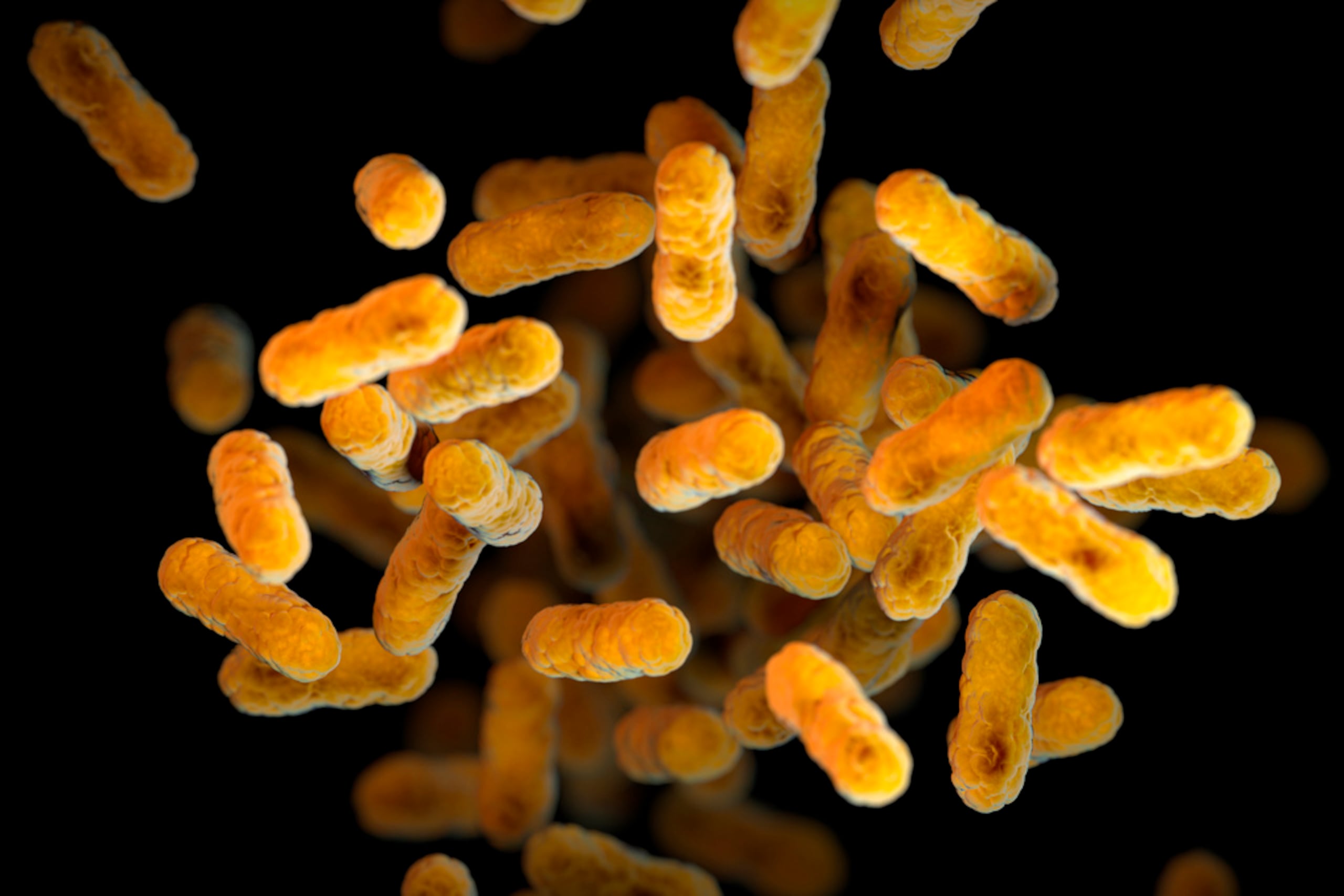 Esta ilustración de 2016, proporcionada por los Centros para el Control y la Prevención de Enfermedades, muestra la bacteria Bordetella pertussis, causante de la tos ferina, basada en imágenes de microscopio electrónico.