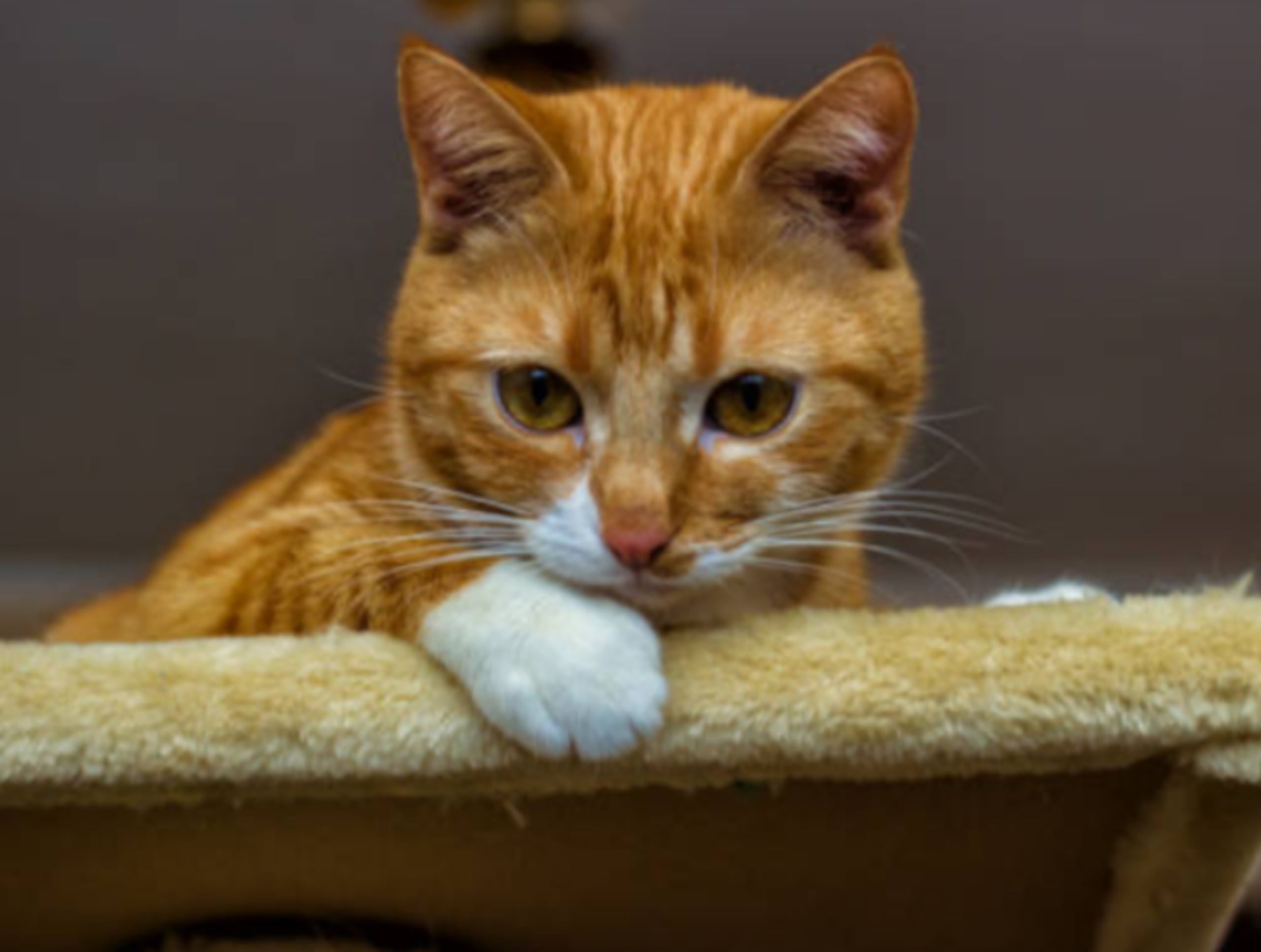 Las denuncias acusan al felino de dejar huellas en pavimento fresco, orinar sobre un edredón y ensuciar el jardín ajeno, entre otras travesuras.