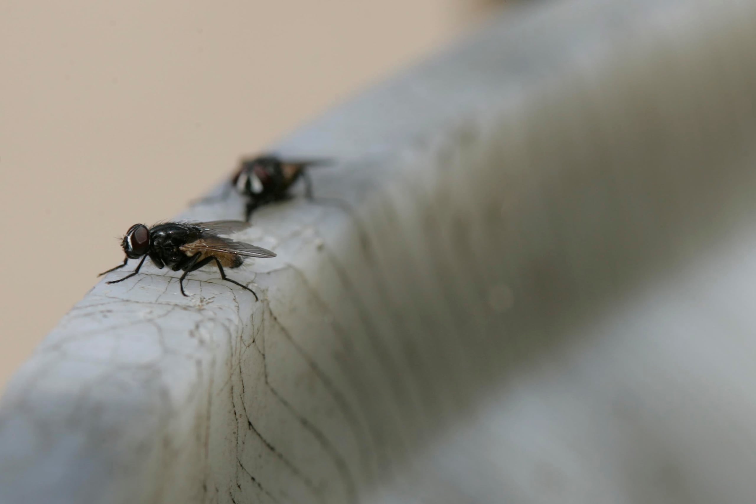 En varias comunidades de Juana Díaz es prácticamente imposible experimentar un momento de tranquilidad al aire libre debido a las cientos de moscas que perturban la paz de todos a cualquier hora del día. (GFR Media)