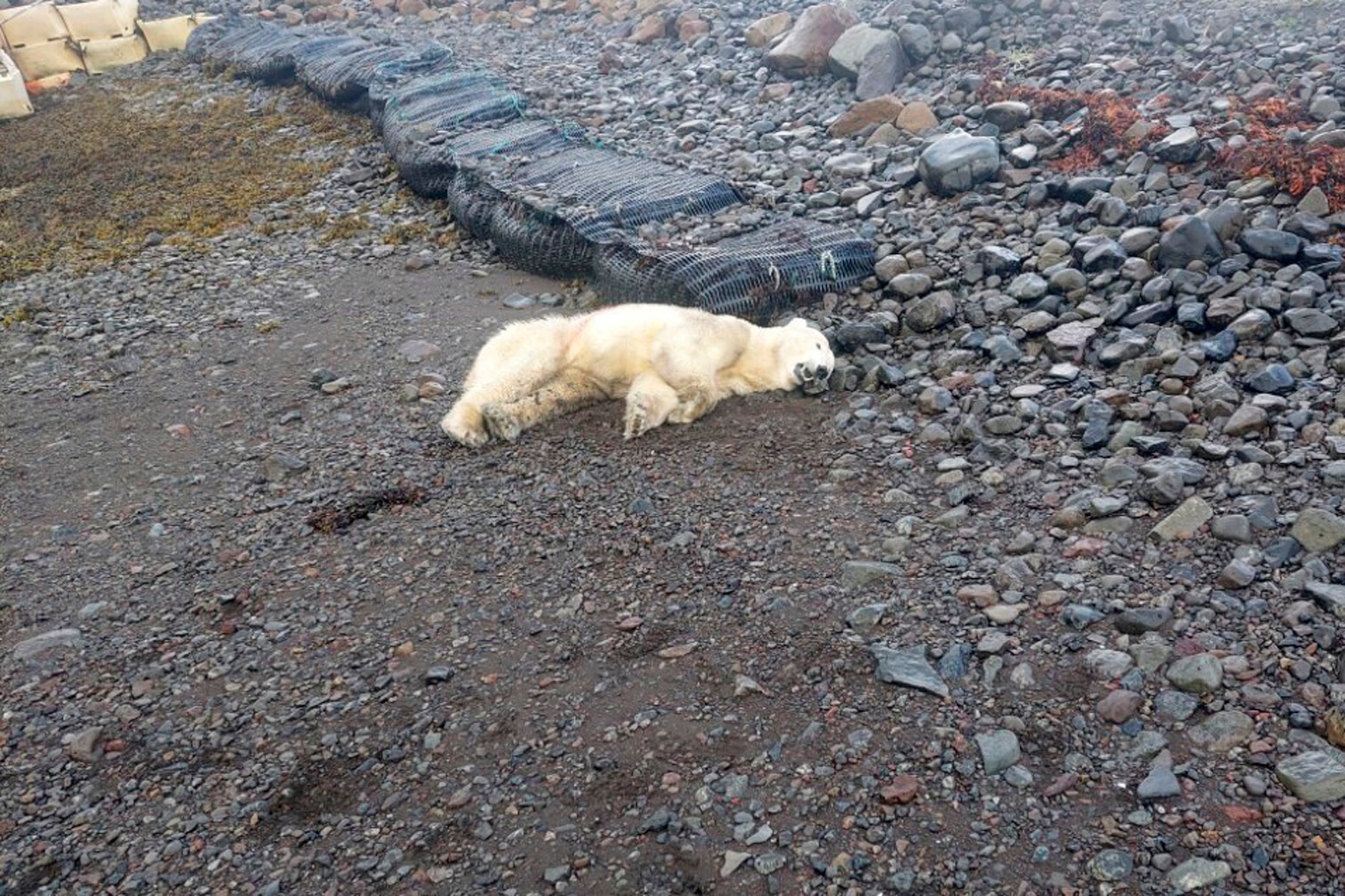 Aunque los ataques de osos polares a humanos son extremadamente raros, un estudio publicado en 2017 afirmaba que la pérdida de hielo marino por el calentamiento global ha llevado a más osos hambrientos a tierra firme.