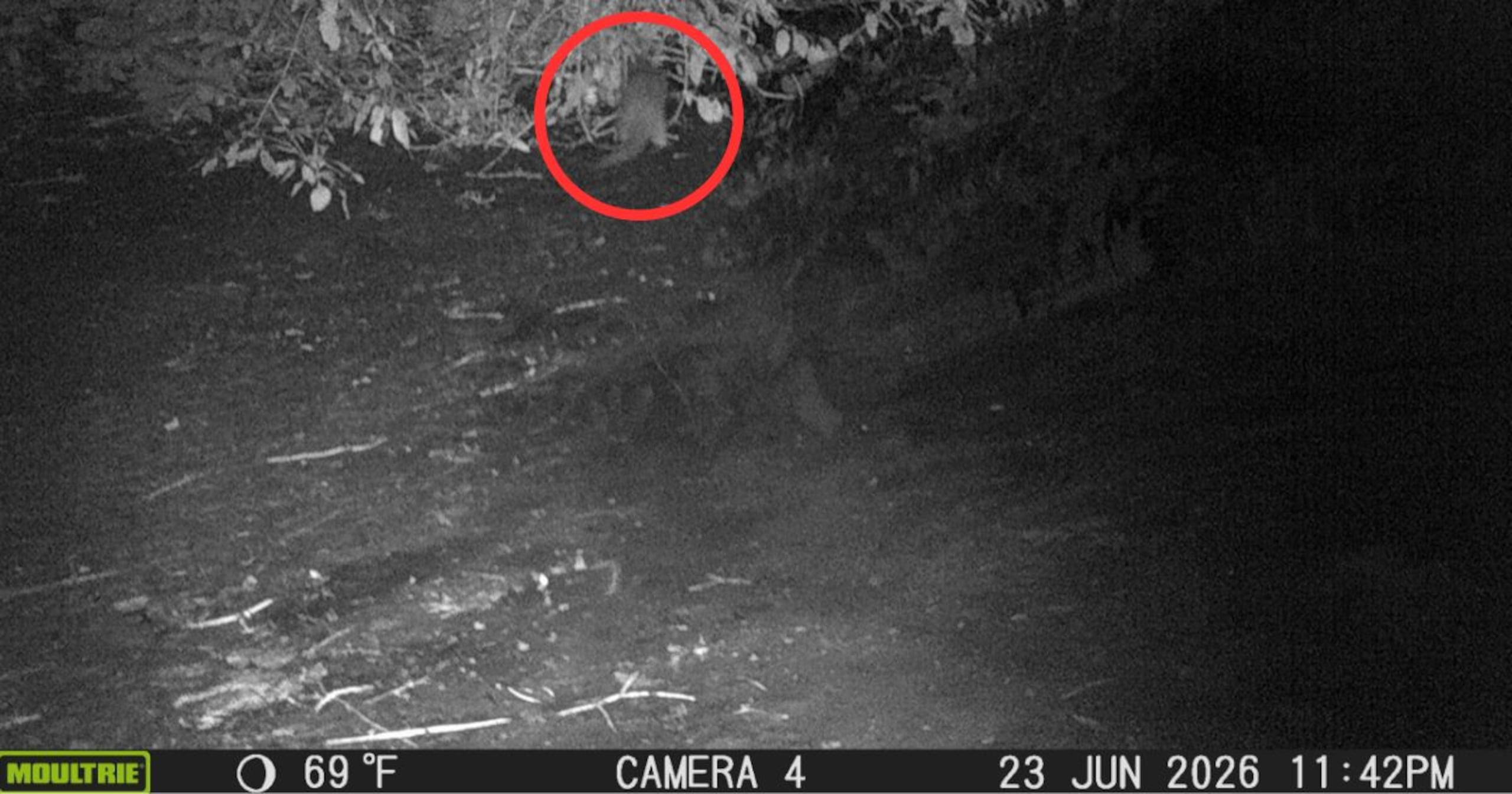 Las imágenes representan la primera aparición documentada de una nutria en el río desde comienzos del siglo XX.