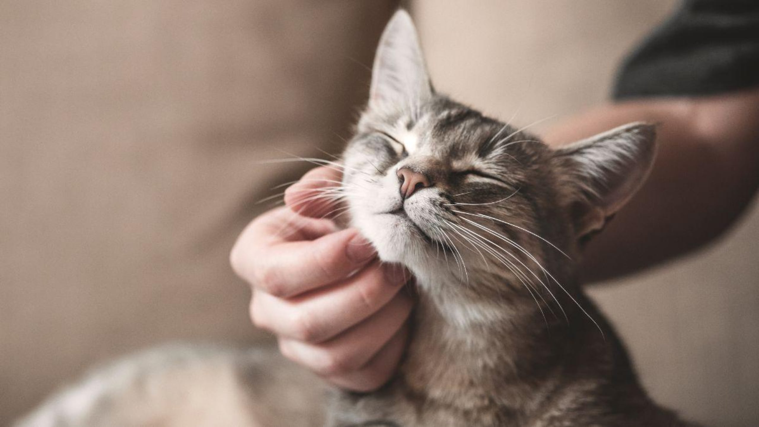 La doctora Karina Rosa, veterinaria interna de Royal Canin, explica algunas de las características de los gatos