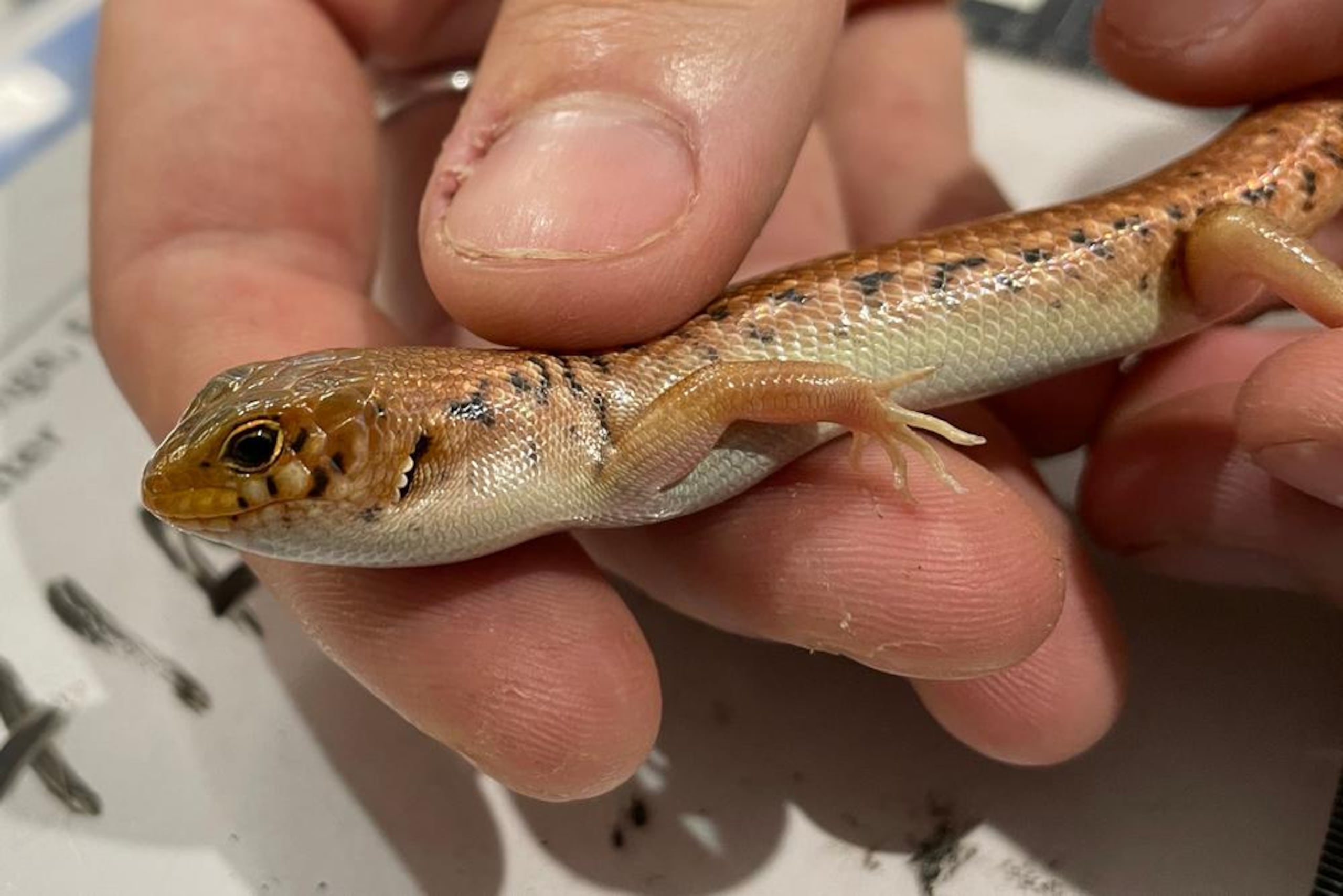 Uno de los reptiles hallados.