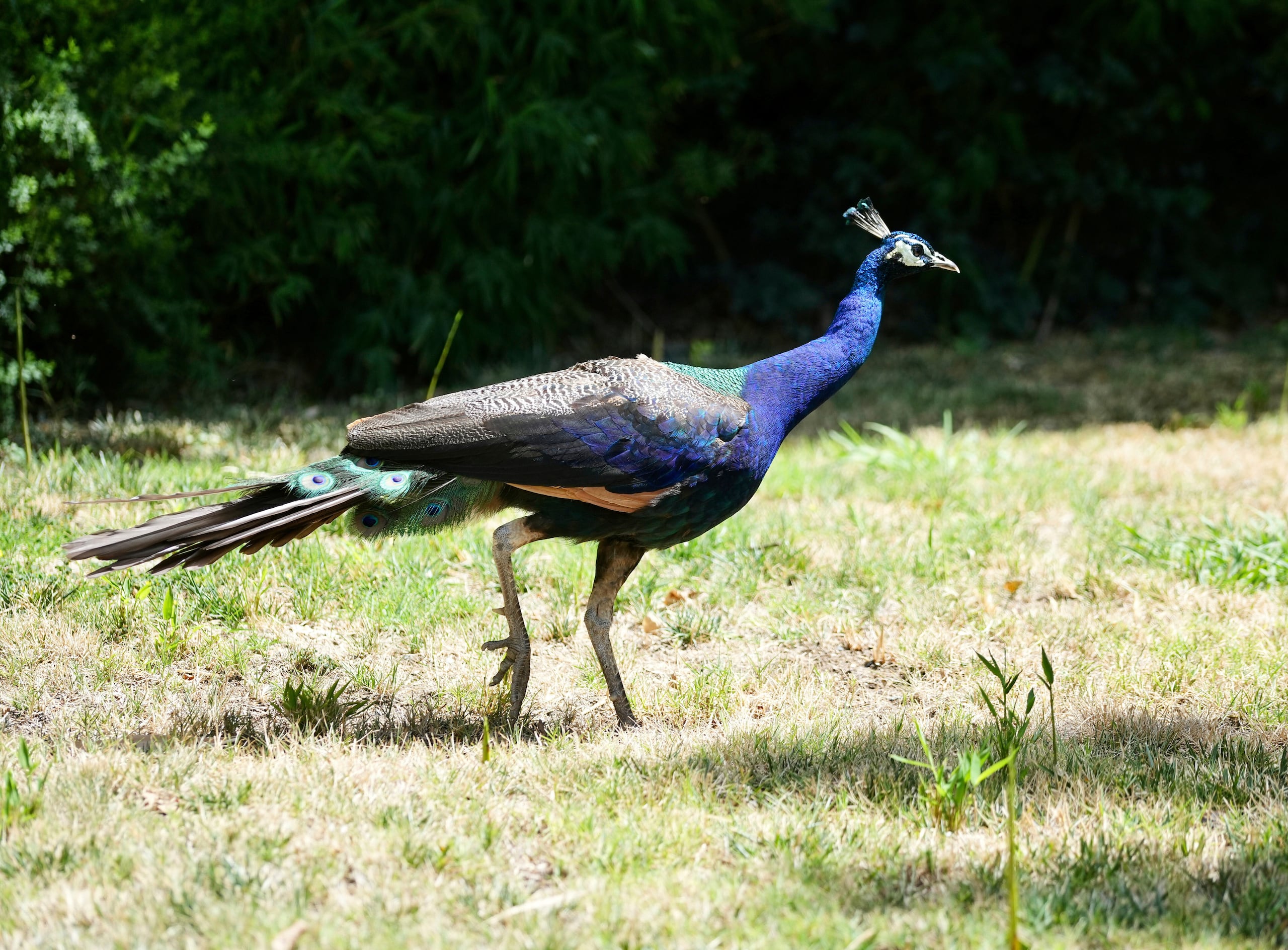 El propietario compró cinco de las aves para que deambularan por los terrenos hace 14 años y se reprodujeron "hasta el punto de que se convirtieron en un emblema del hotel".
