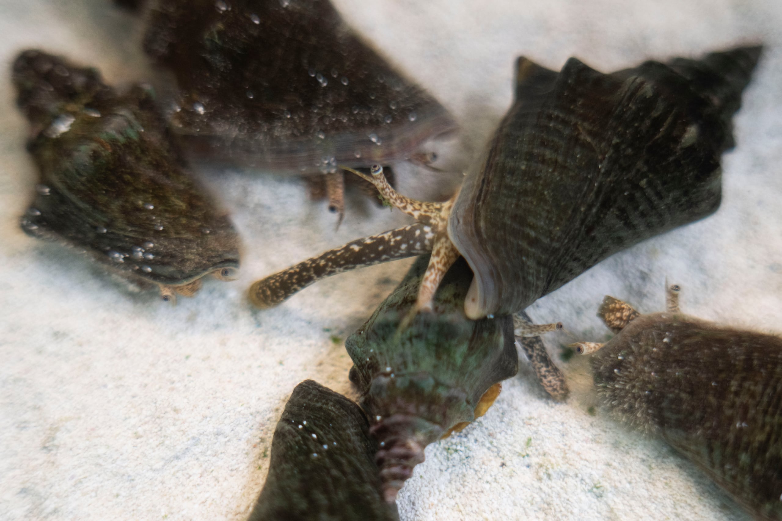 Como el proyecto ya tiene sus peceras ocupadas con los sobre 100 carruchos que se alistan para llegar al mar, las larvas que se producen durante esta época reproductiva son regresadas a su hábitat natural con la esperanza de que logren desarrollarse.
