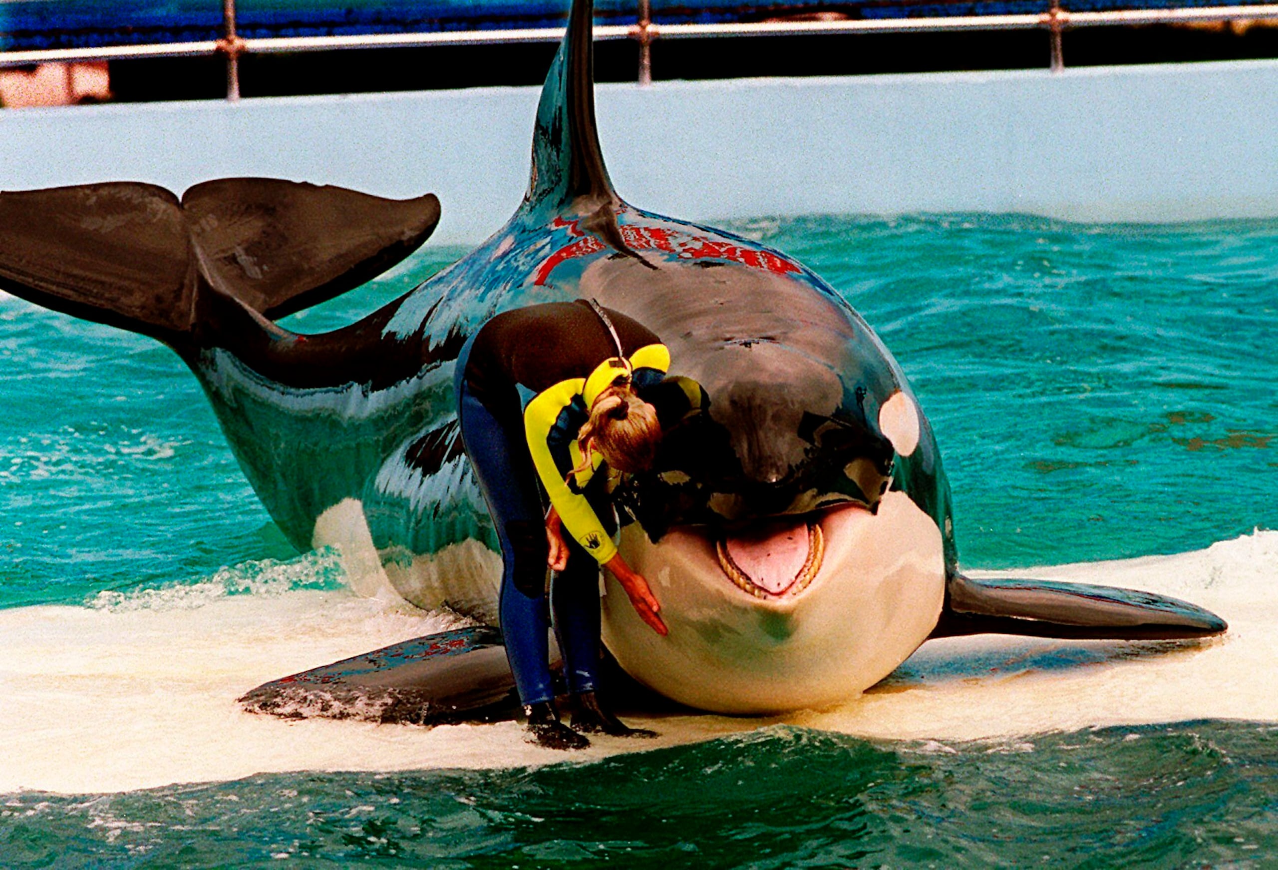 Aunque ha albergado tiburones, tortugas marinas, aves y reptiles, el Miami Seaquarium ha sido más conocido por Lolita o 'Toki' (como también se conocía a la orca), cuyo cautiverio fue un tema de polémica entre los grupos de protección animal.