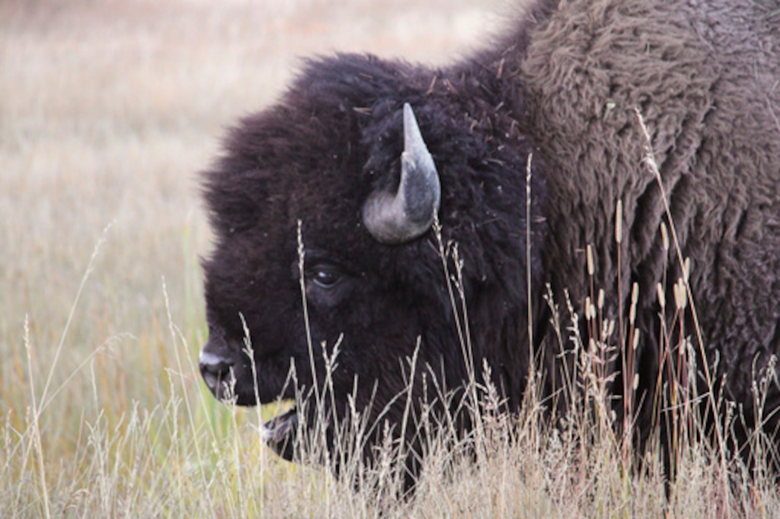 Bisonte pasta en el Parque Nacional de Yellowstone, EE.UU.