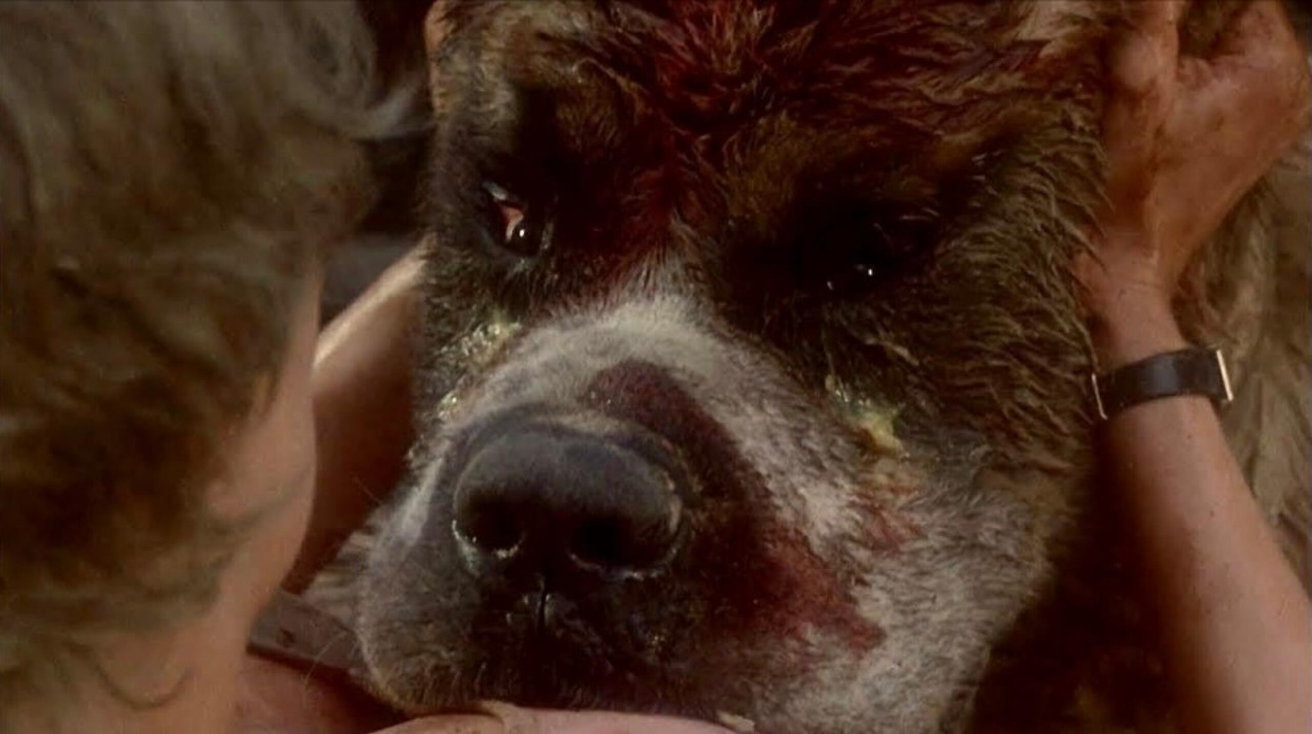 La novela de suspenso de la autoría de Stephen King ya fue adaptada a la pantalla grande en 1983.