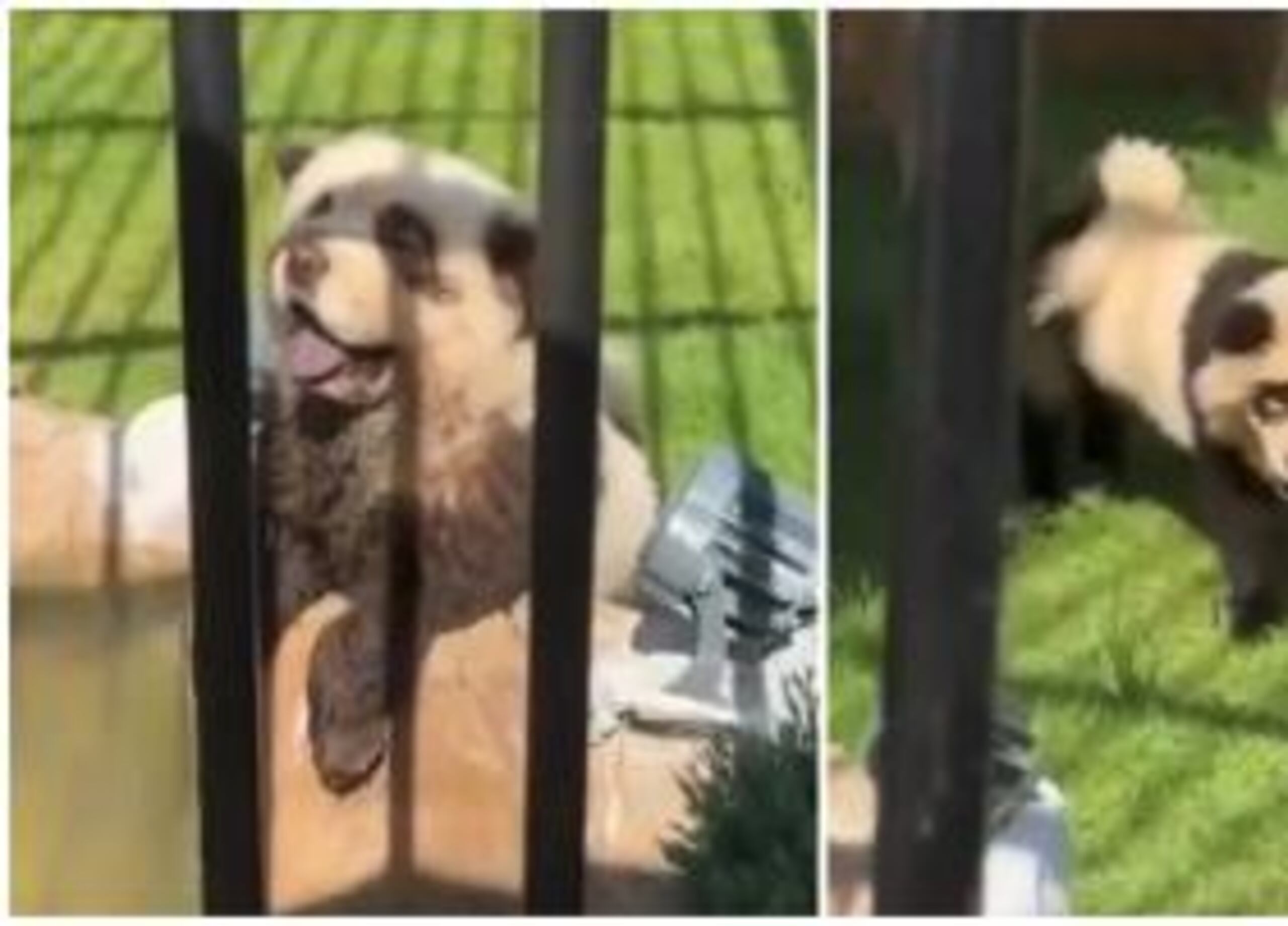Los perros son de raza chow chow.