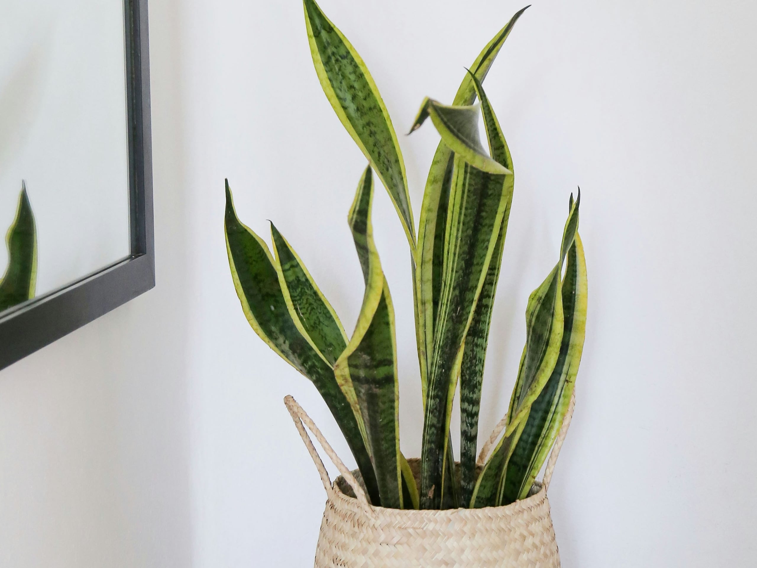 Lengua de vaca o lengua de suegra