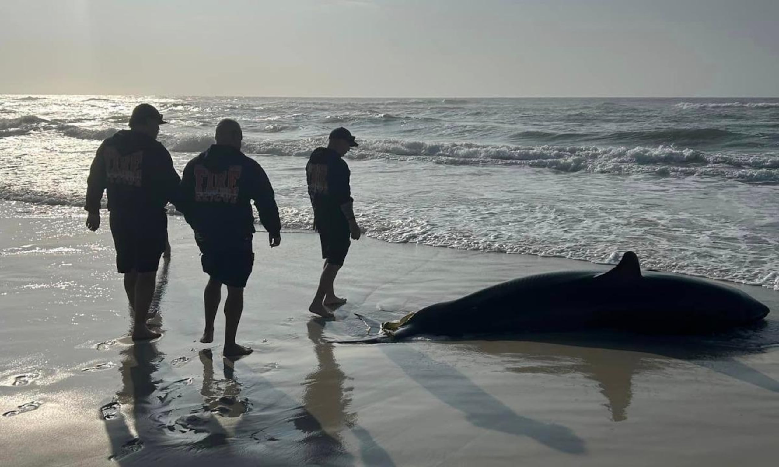 Recientemente, la playa de Navarre fue escenario de otro encuentro con un gran tiburón blanco bajo circunstancias similares, capturado y luego liberado por pescadores locales.