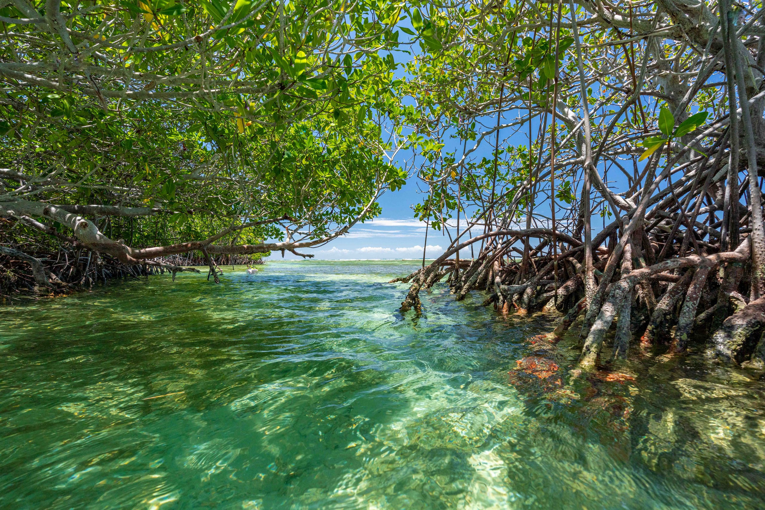 Expertos del DRNA advirtieron que las violaciones en áreas del Monte Papayo son una amenaza para los mangles, que son árboles de gran importancia para otras especies y para la protección de las costas y las comunidades costeras.